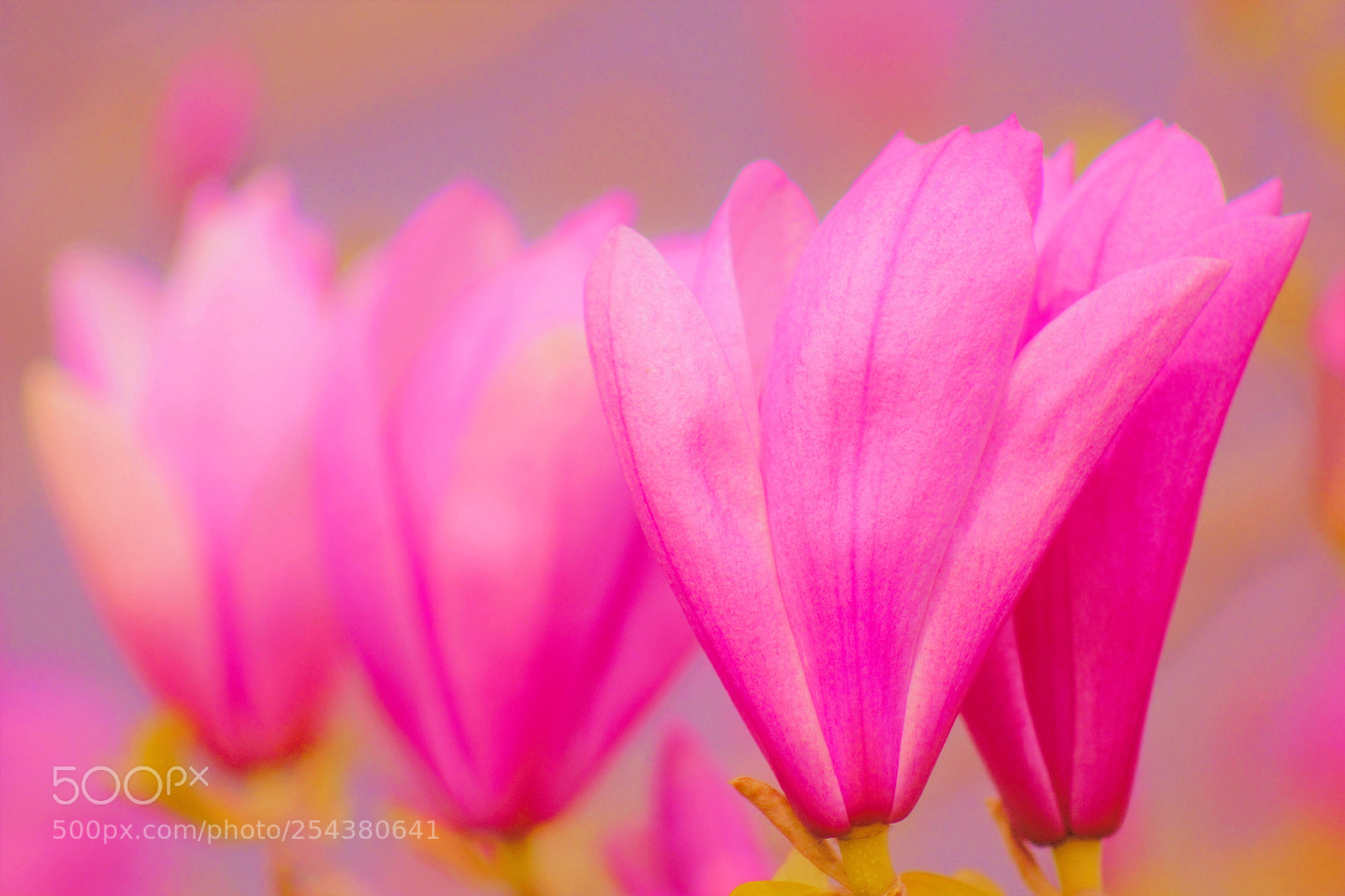 Canon EOS 60D sample photo. Magnolia--玉兰花 photography