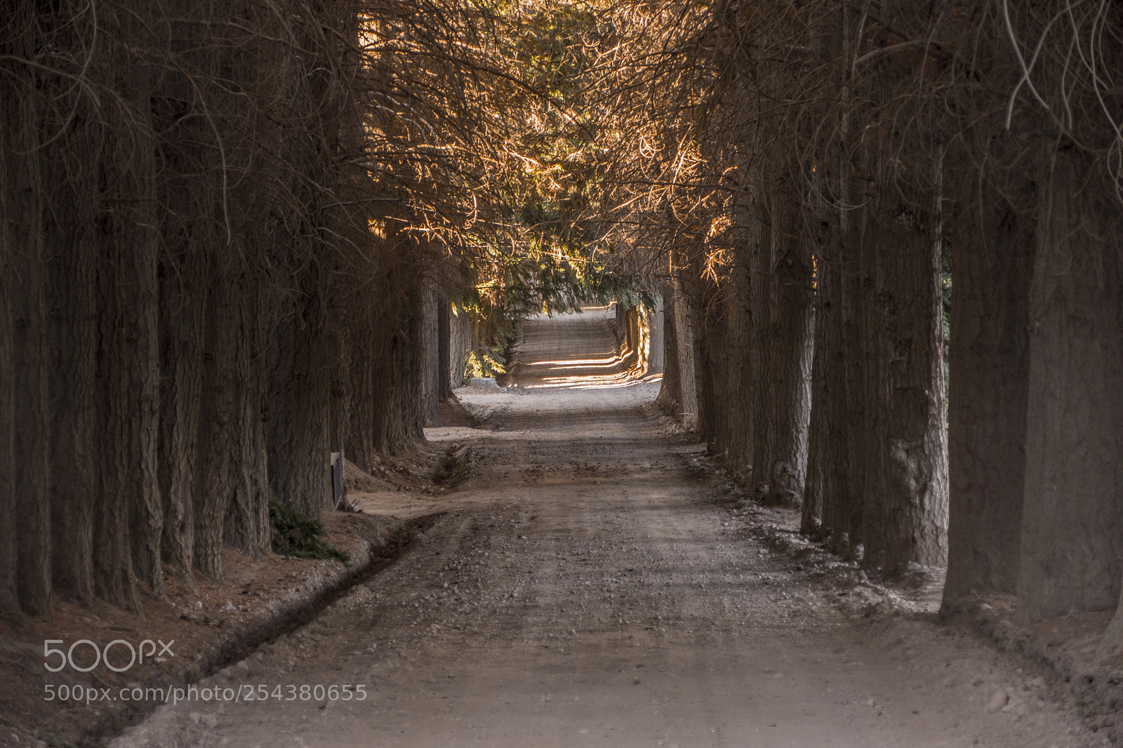 Nikon D7200 sample photo. Pines trail bariloche argentina photography