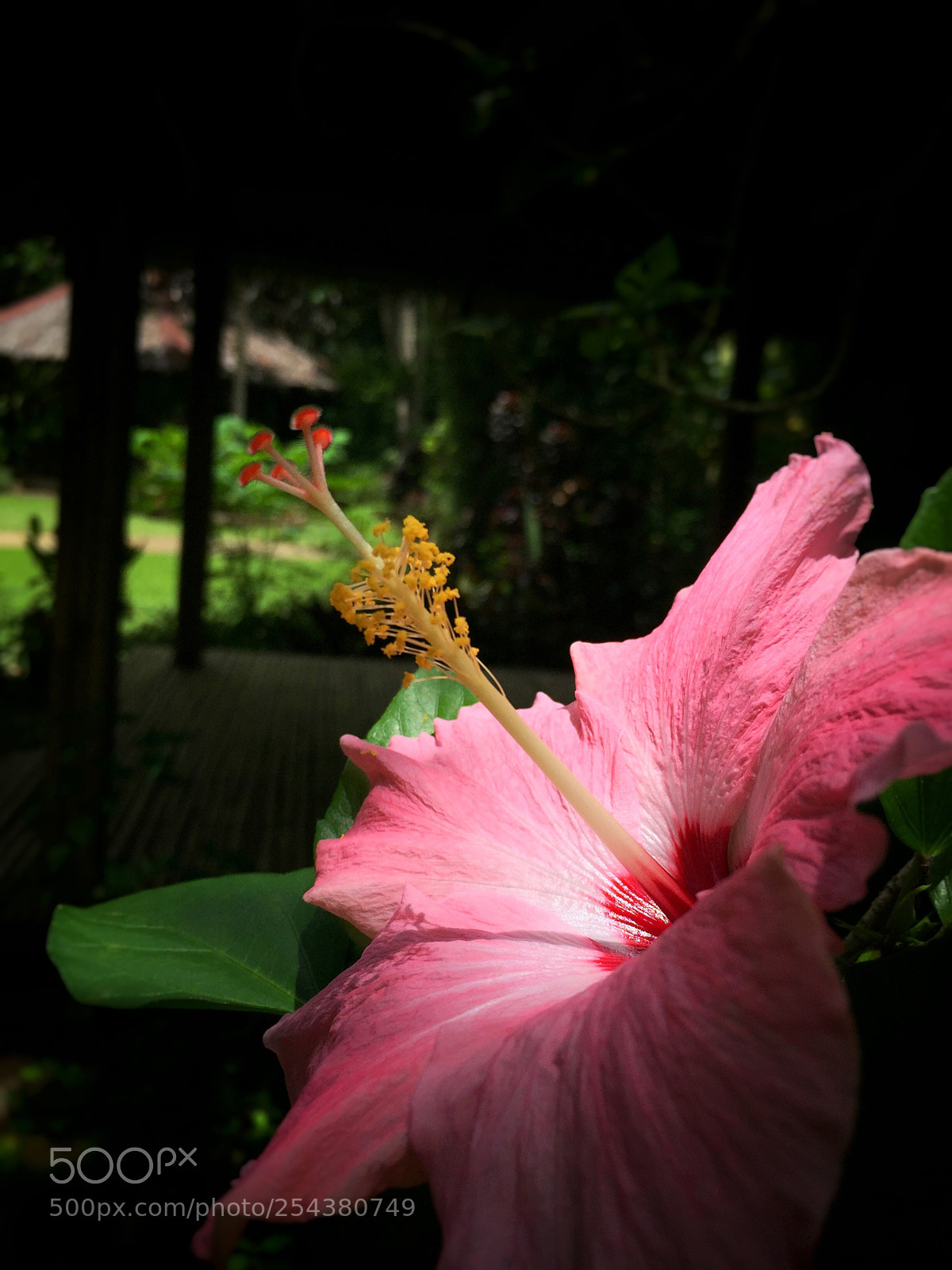Apple iPhone 6 sample photo. Pacific pink photography