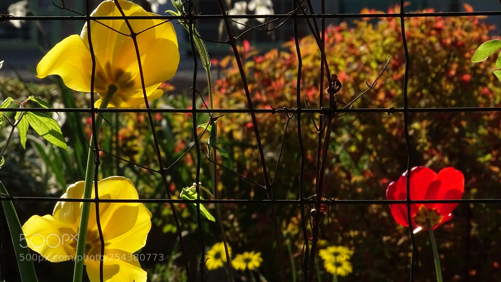 Sony Cyber-shot DSC-HX400V sample photo. Tulip photography