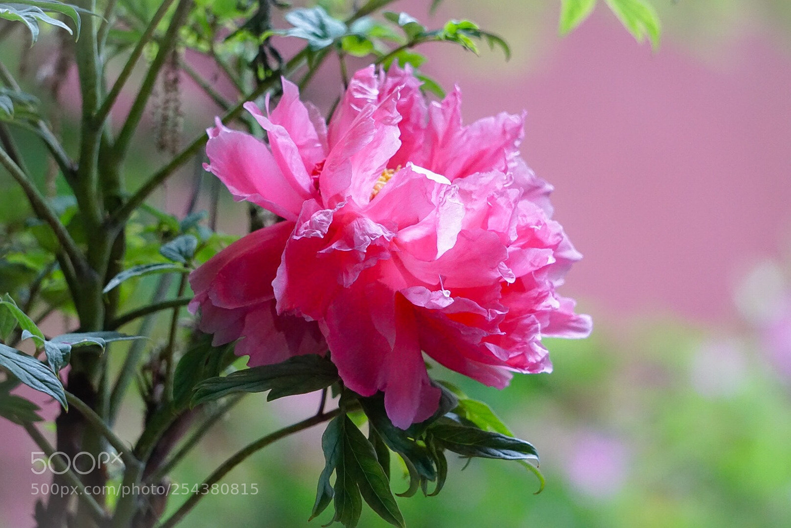 Sony a6000 sample photo. Untitled photography