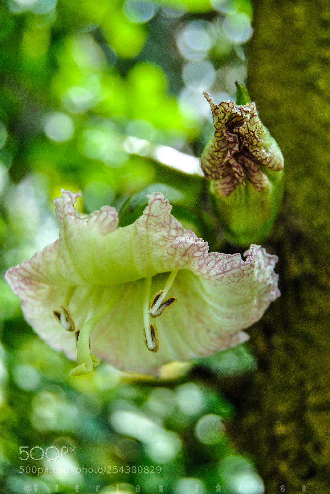 Nikon D3000 sample photo. Tree flower photography