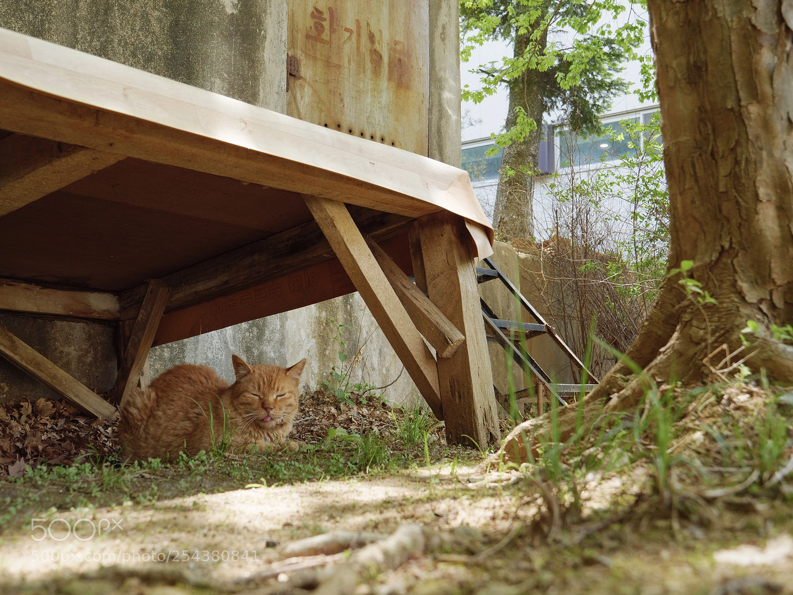 Panasonic Lumix DC-G9 sample photo. 마루 밑의 길냥이 1 photography