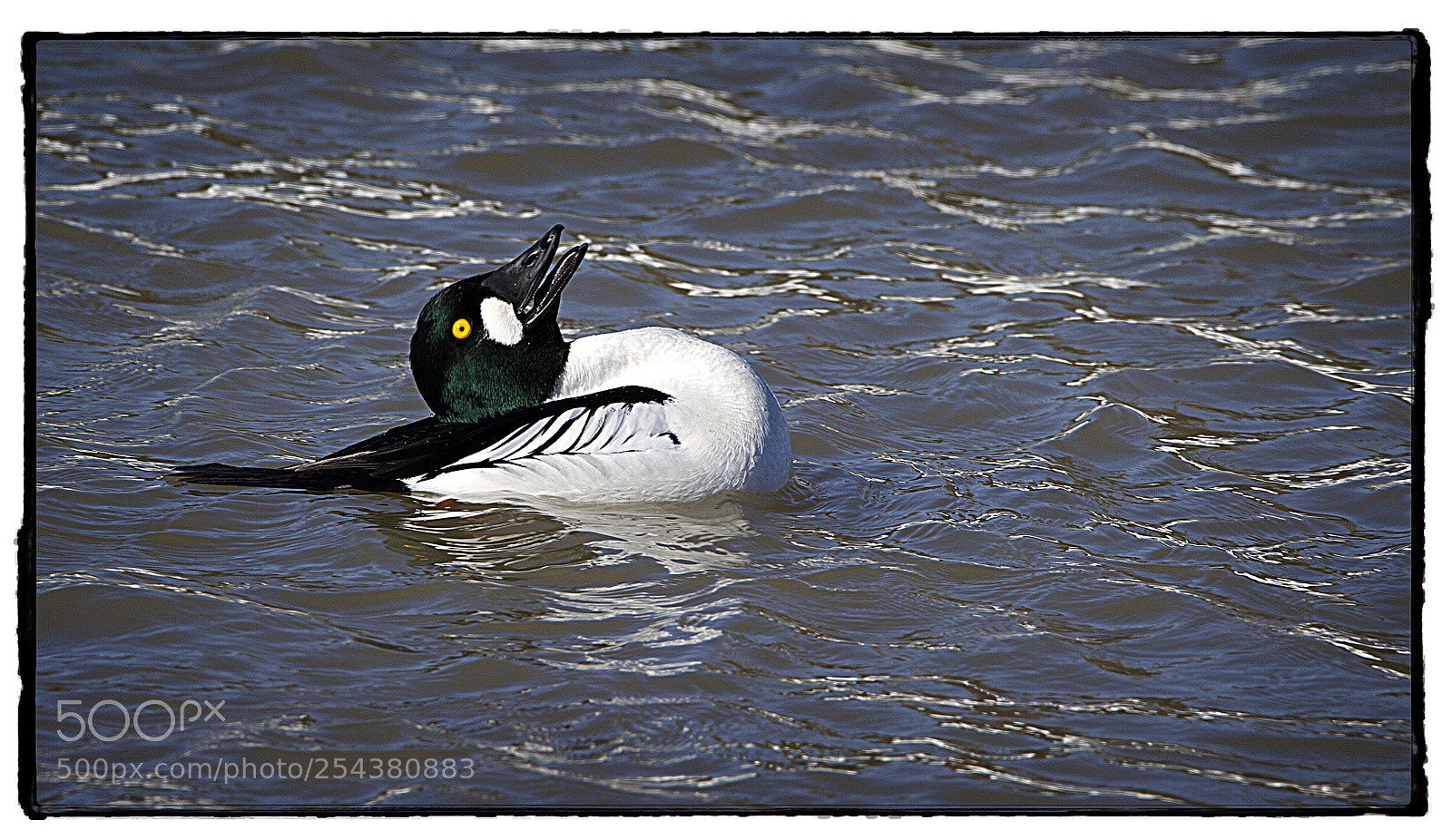 Canon EOS 7D sample photo. Common goldeneye calling its photography