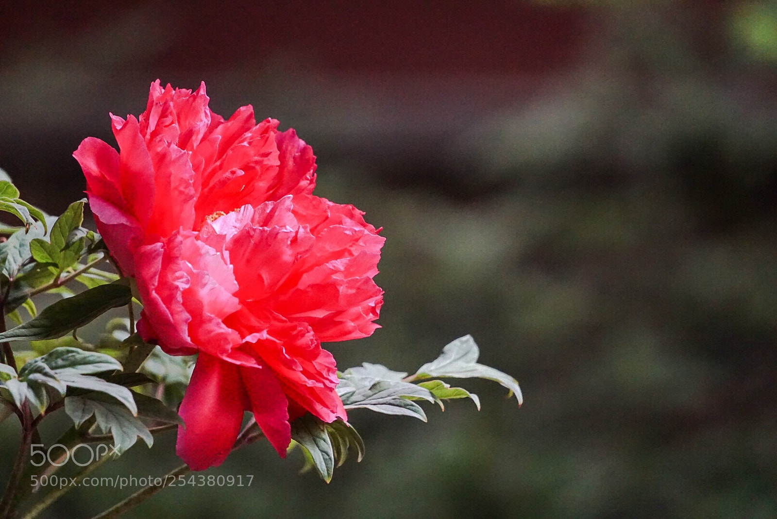 Sony a6000 sample photo. Untitled photography