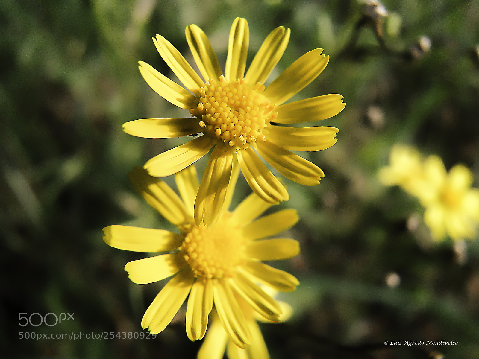 Sony Cyber-shot DSC-HX1 sample photo. Beautiful yellow daisy flowers photography