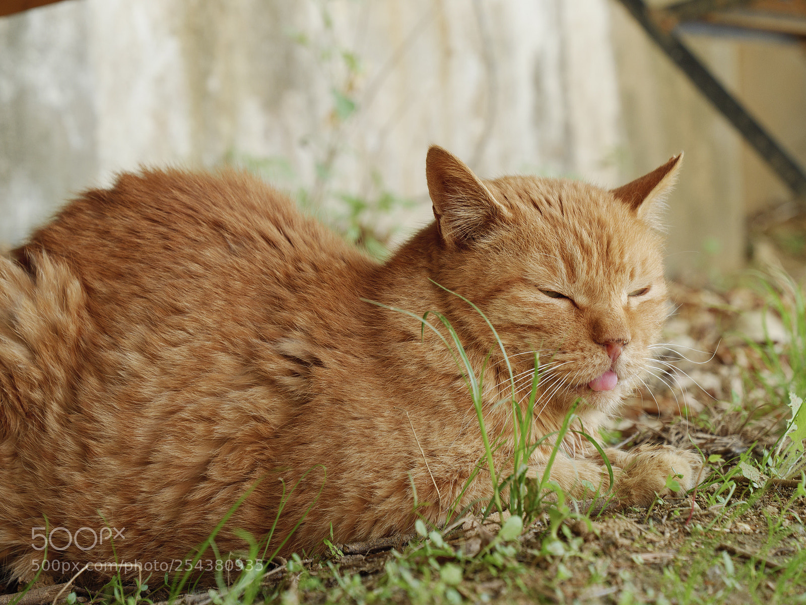 Panasonic Lumix DC-G9 sample photo. 마루 밑의 길냥이 2 photography