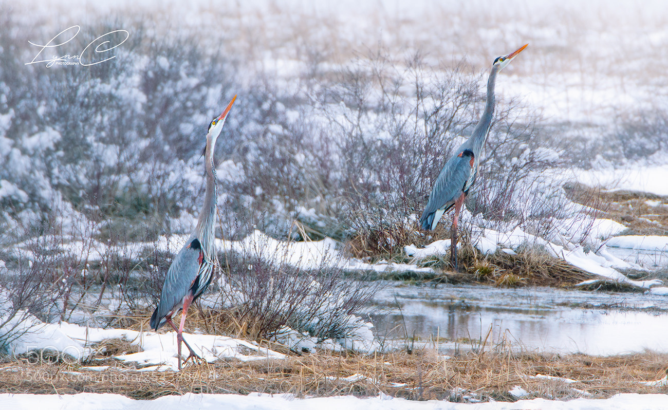 Canon EOS 70D sample photo. Two blue photography