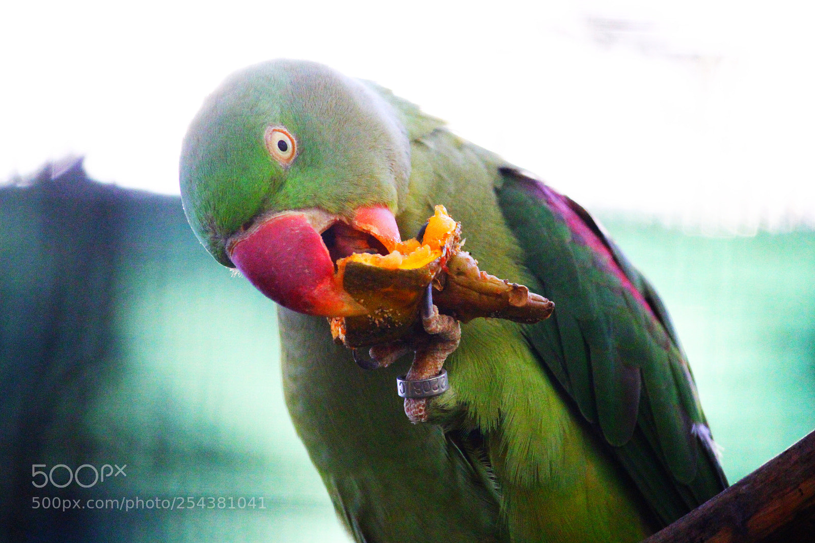 Canon EOS 700D (EOS Rebel T5i / EOS Kiss X7i) sample photo. Feasting parrot photography