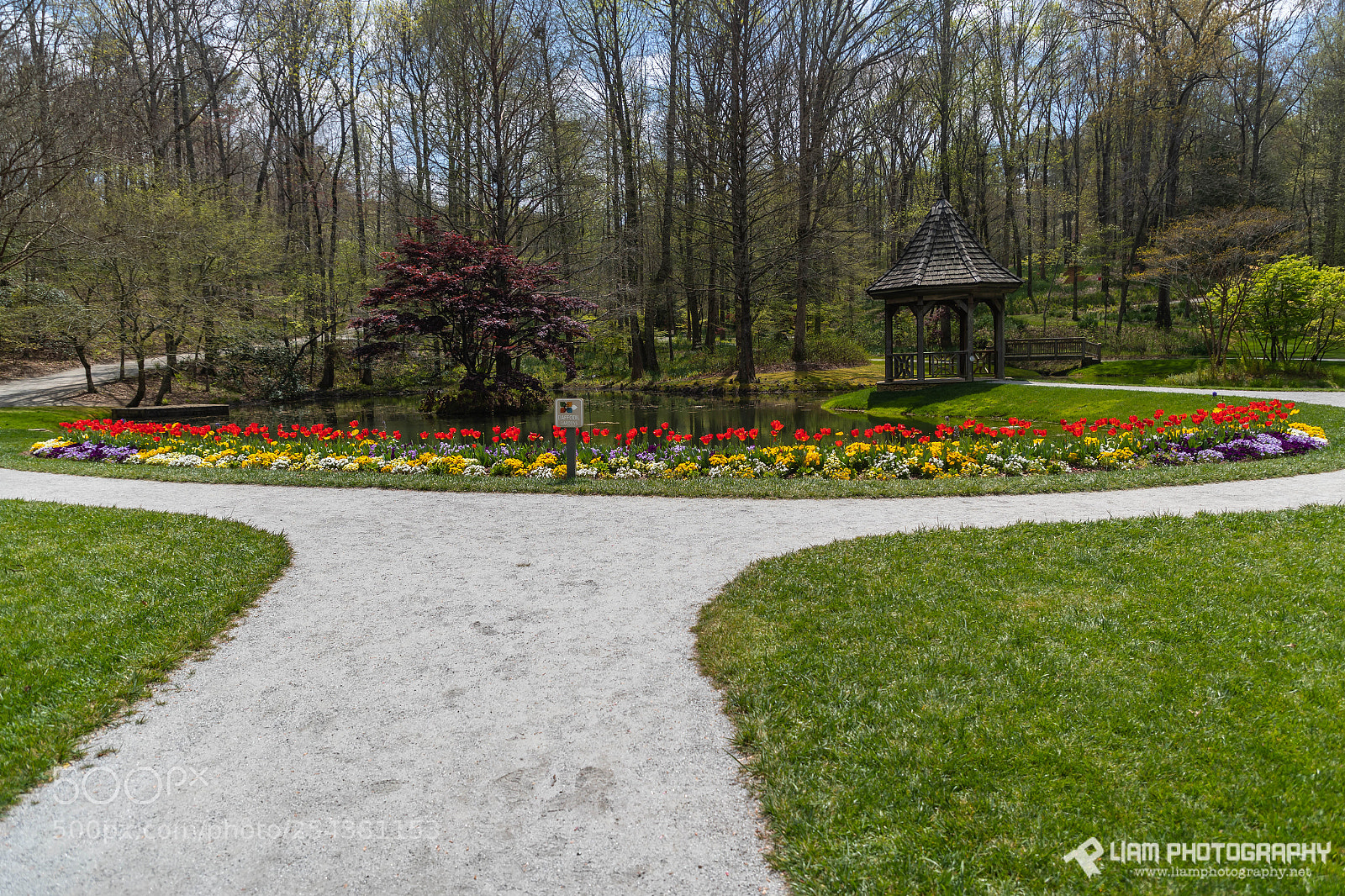 Canon EOS-1D X Mark II sample photo. Blooming photography