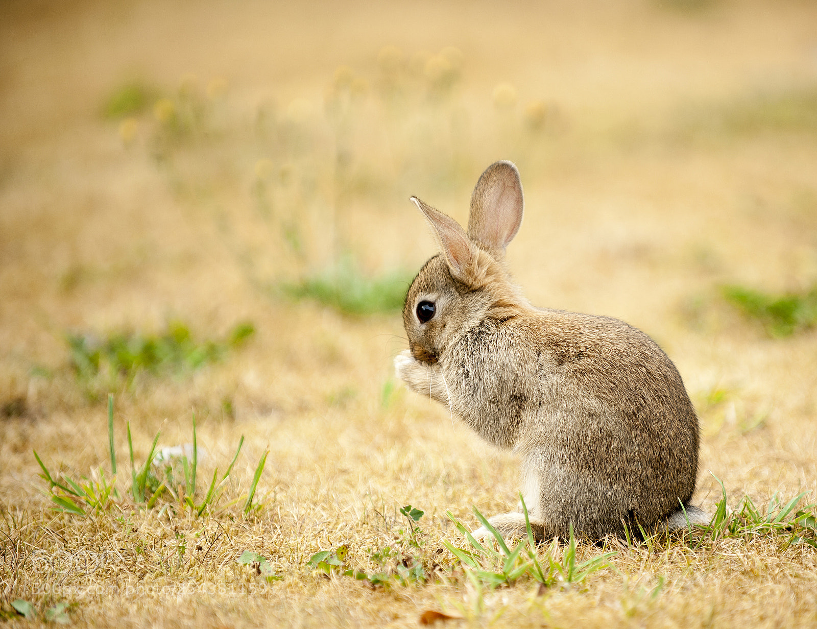 Nikon D700 sample photo. Lapinou photography
