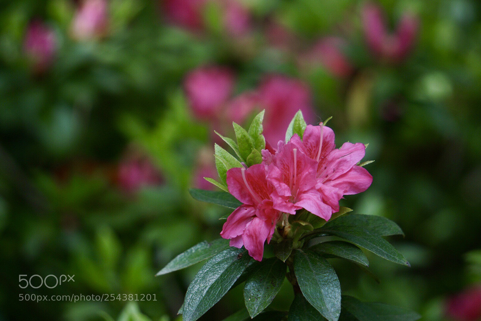 Sony a6000 sample photo. Untitled photography
