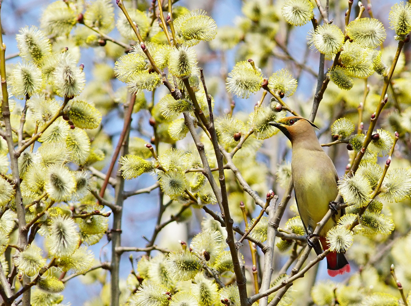 Sony a6300 + Canon EF 400mm F5.6L USM sample photo. Spring has come photography