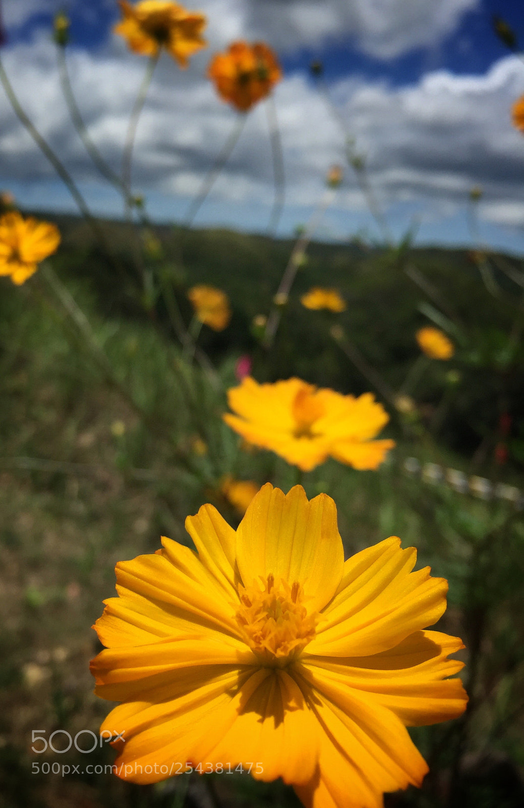 Apple iPhone 6 sample photo. Rural summer photography