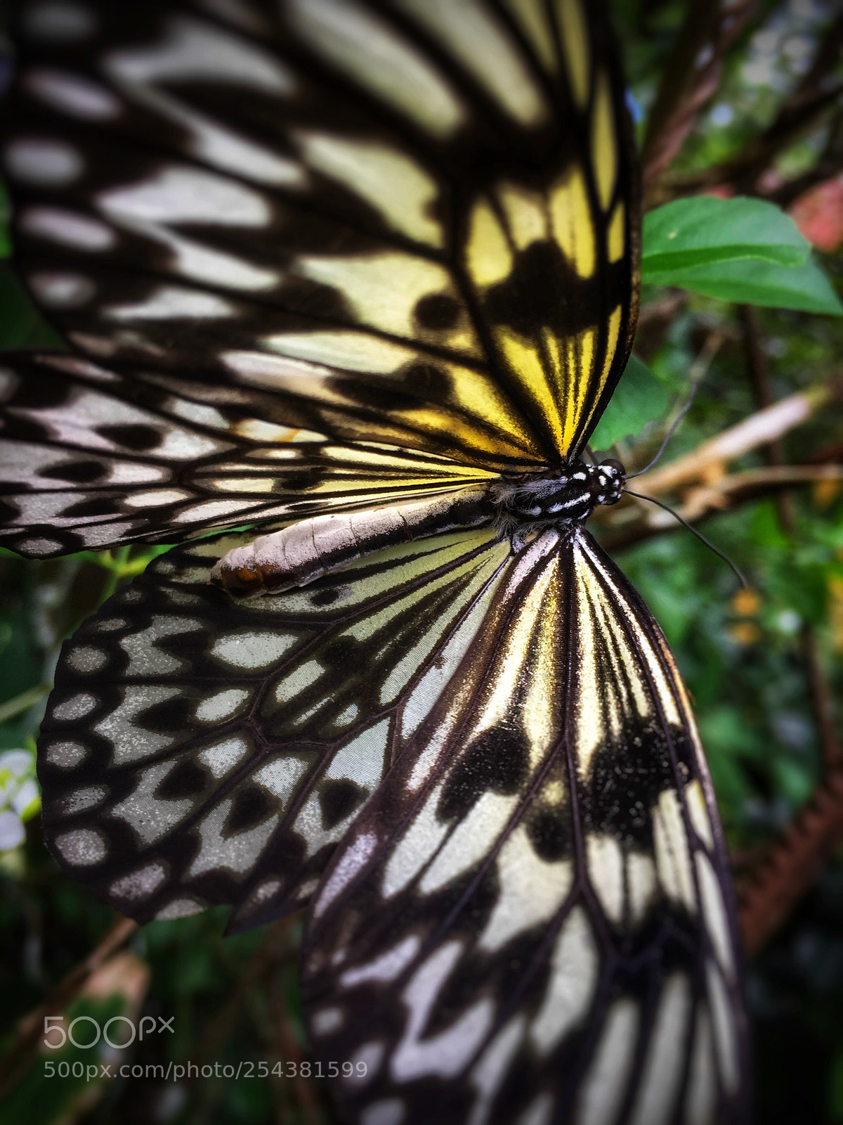 Apple iPhone 6 sample photo. Wings photography