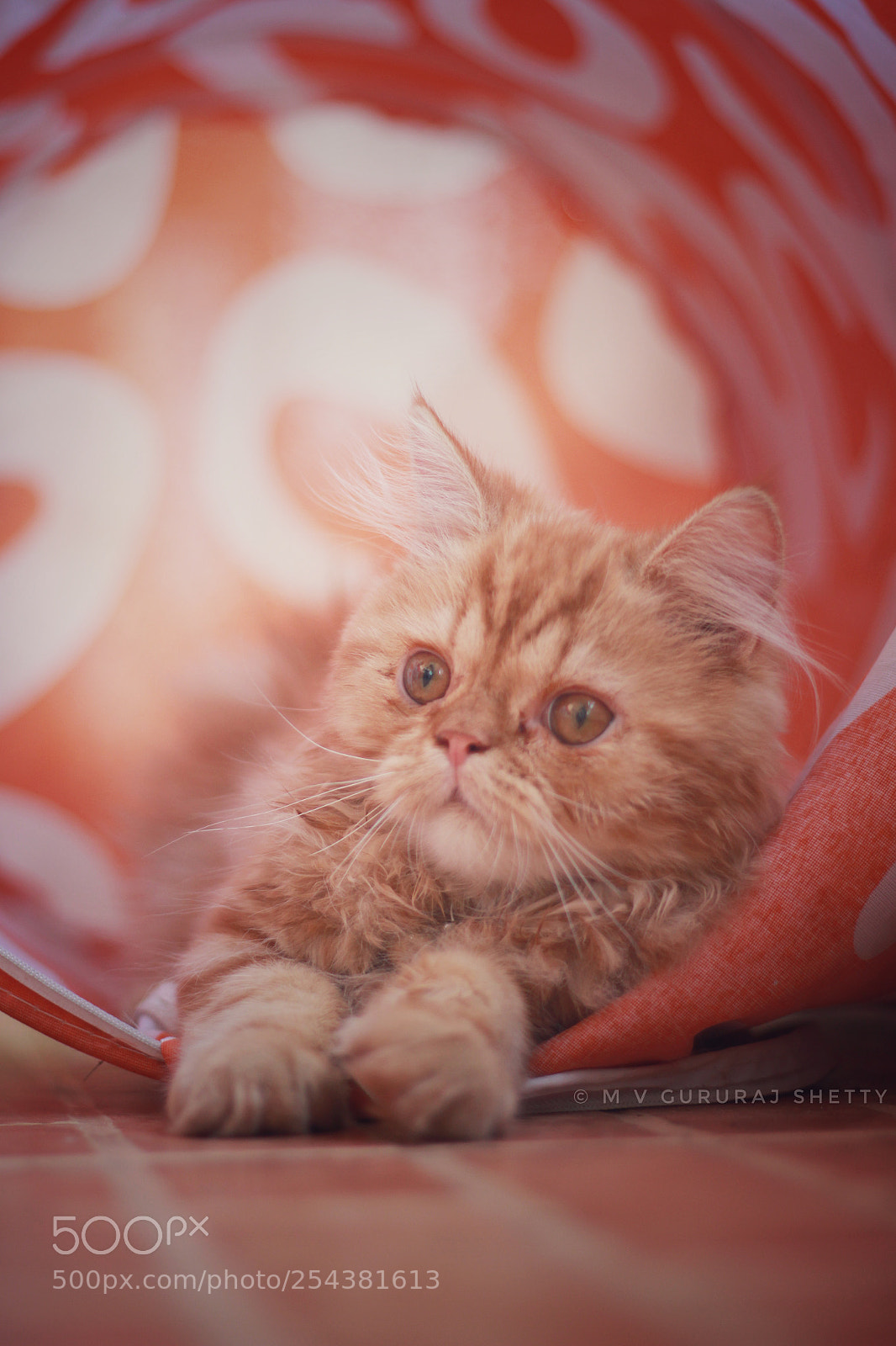 Canon EOS 700D (EOS Rebel T5i / EOS Kiss X7i) sample photo. Cat photography
