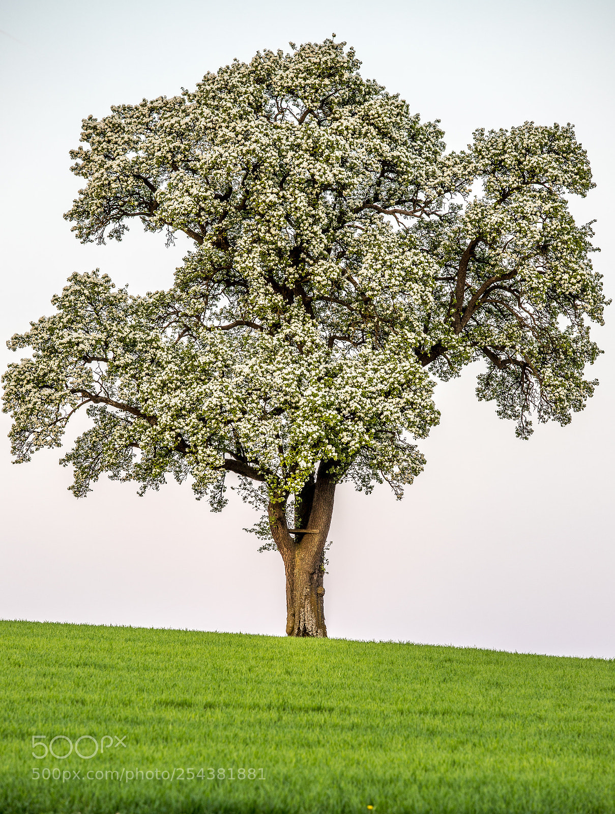 Canon EOS 6D Mark II sample photo. Blooming tree photography