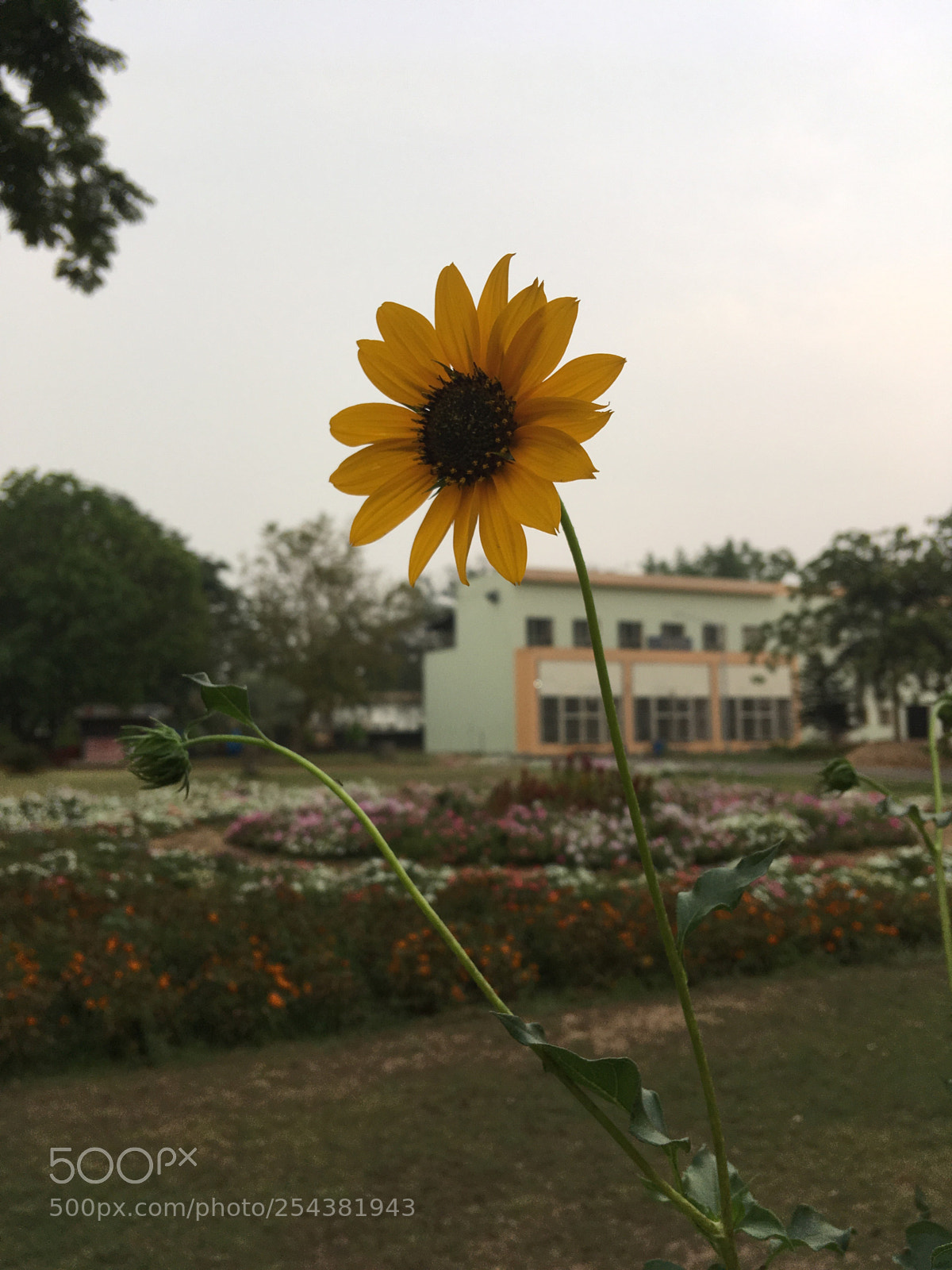 Apple iPhone SE sample photo. Untitled photography