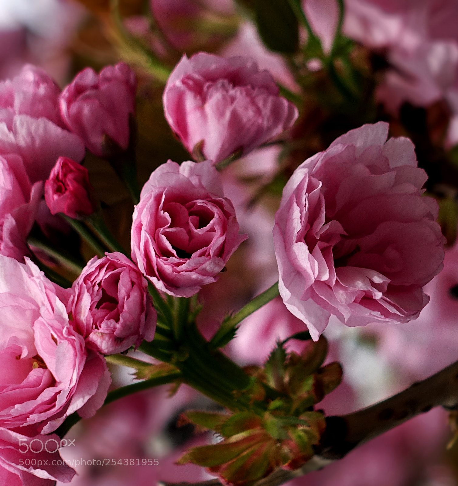 Sony Cyber-shot DSC-RX100 III sample photo. Springtime photography
