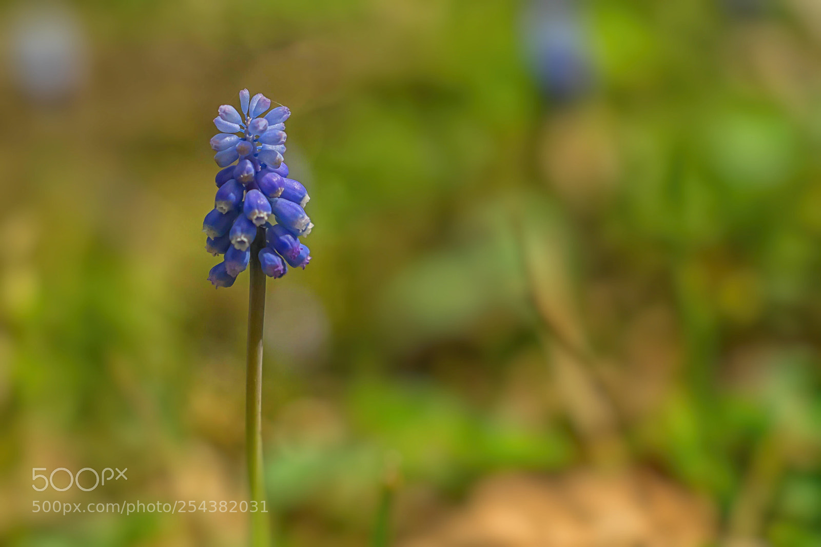 Fujifilm X-T1 sample photo. Muscari photography