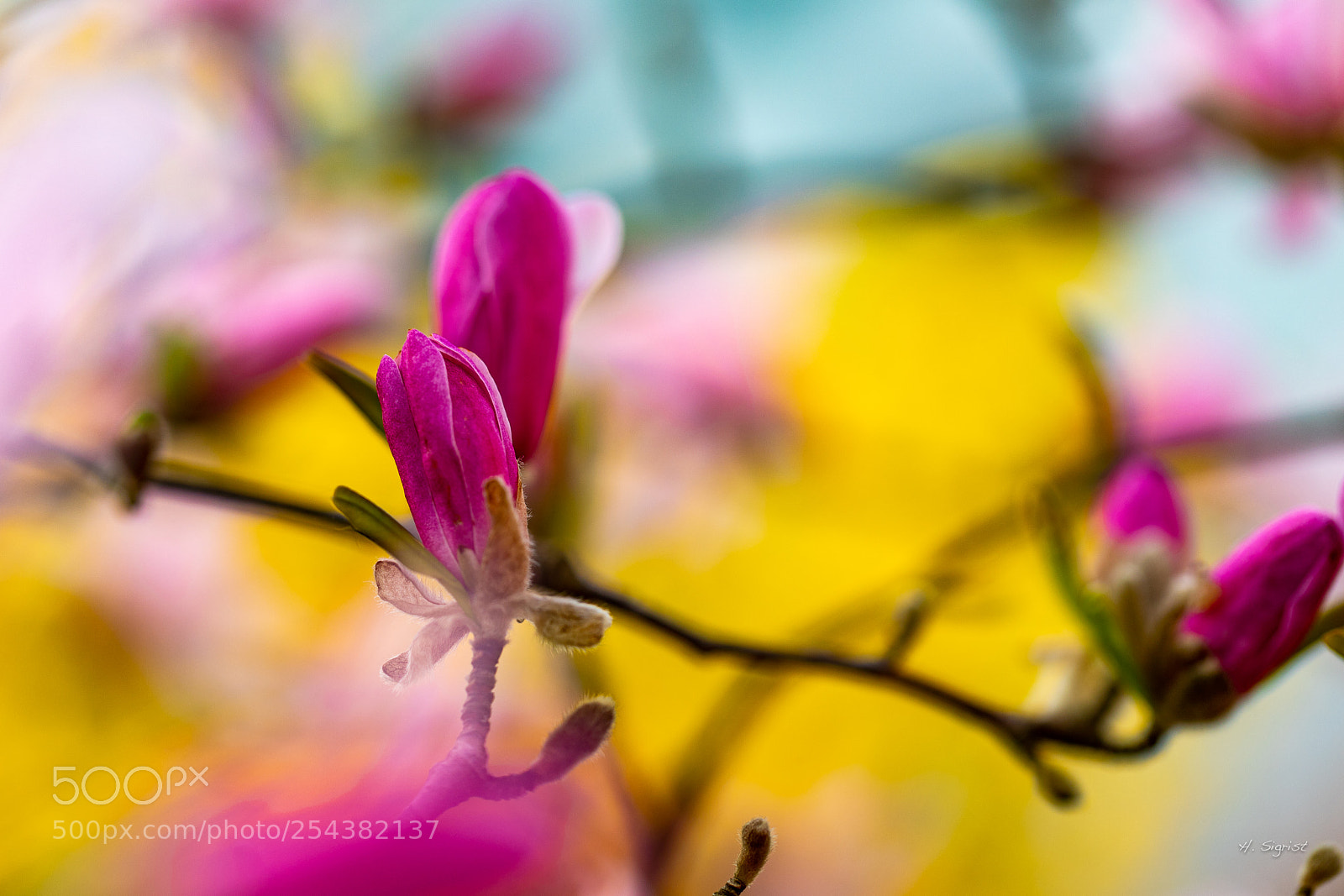 Canon EOS 6D Mark II sample photo. Splash of color photography
