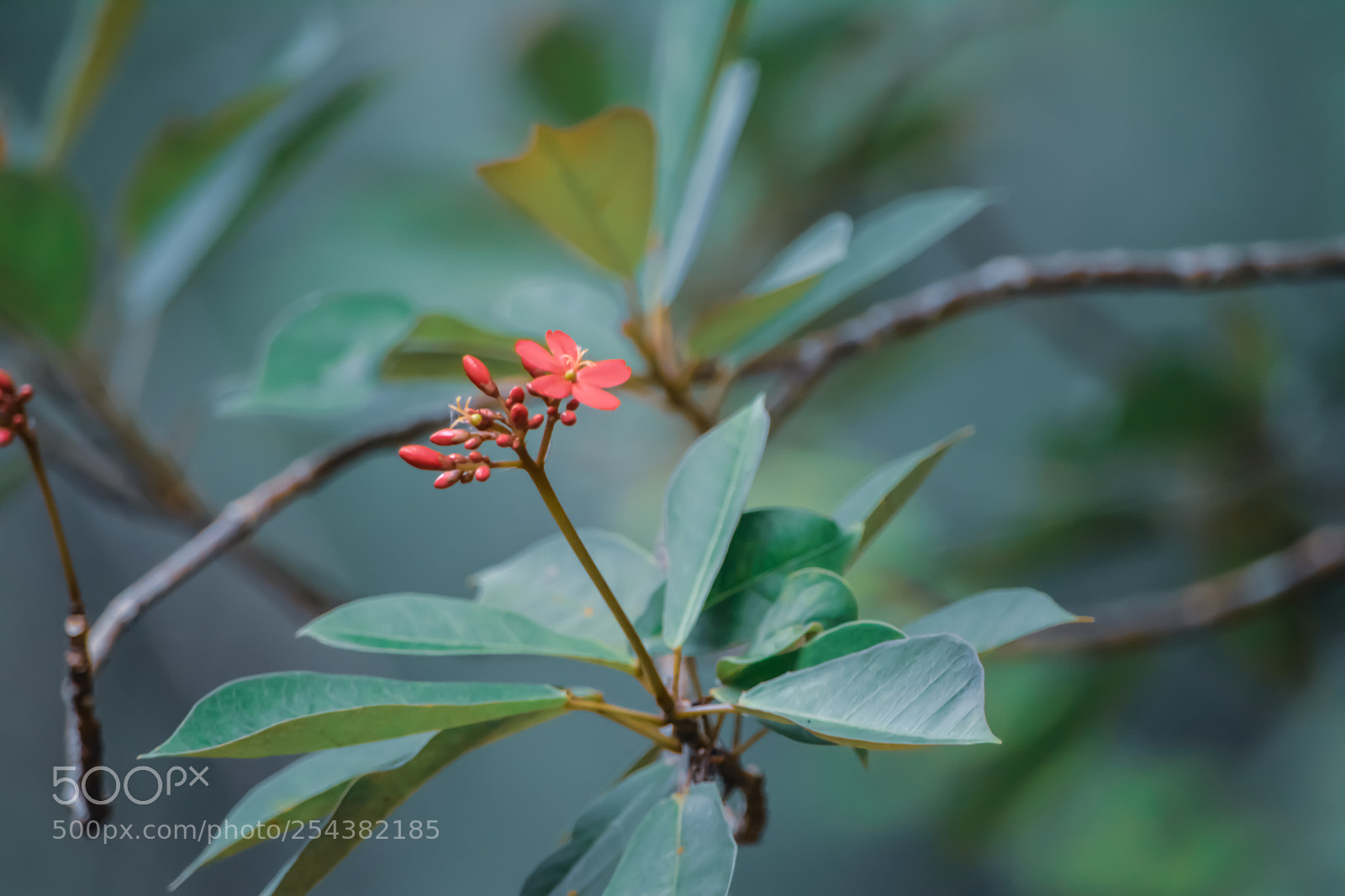 Nikon D5200 sample photo. Red flower photography