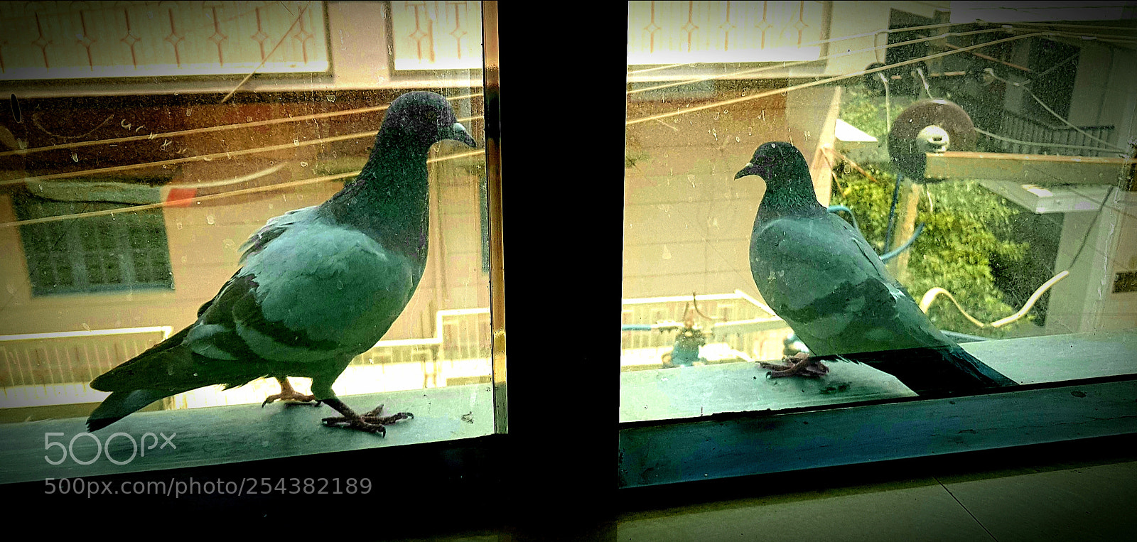 Samsung Galaxy S8 sample photo. Love birds photography
