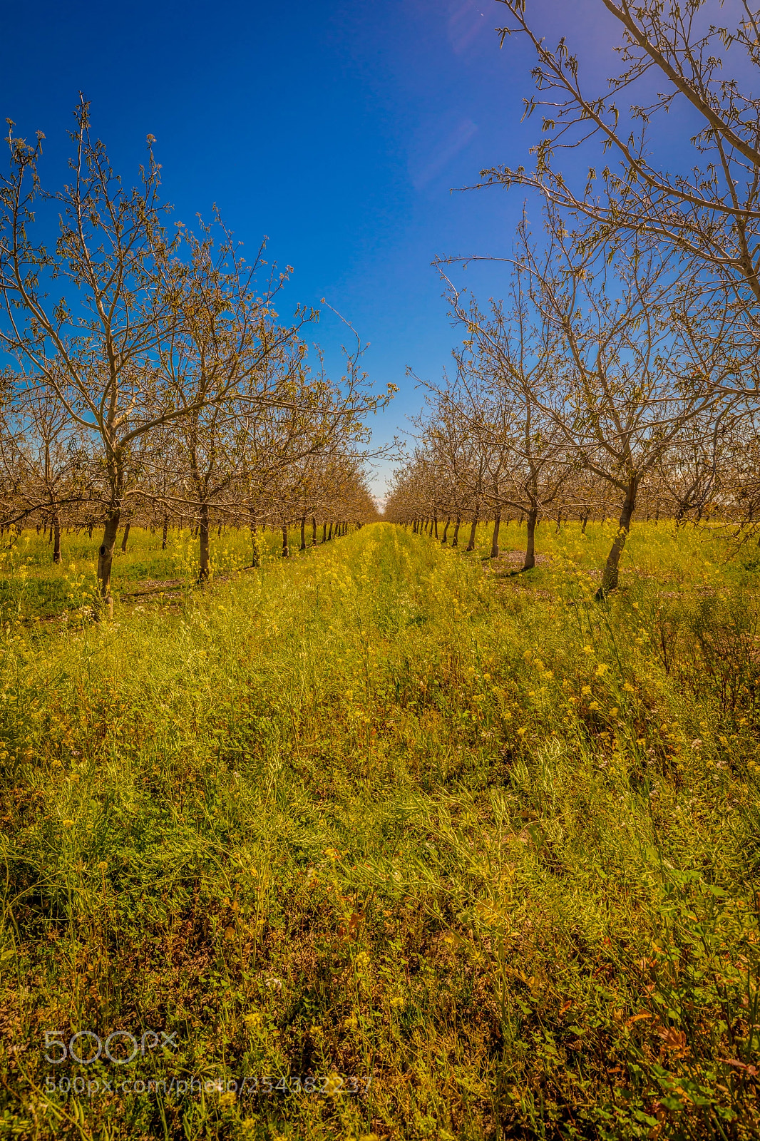 Canon EOS 5D Mark IV sample photo. Mustard under young walnut photography