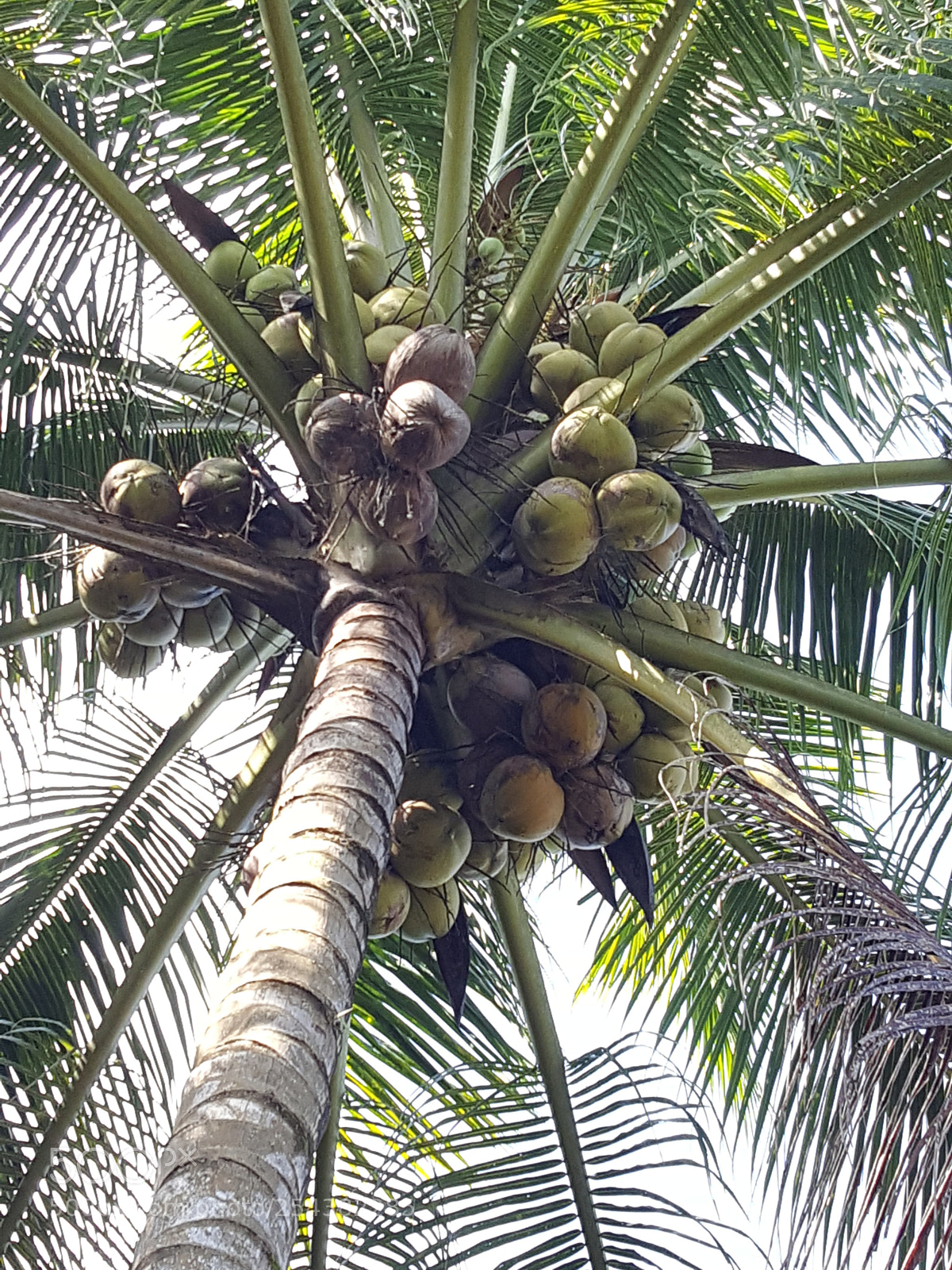 Samsung Galaxy Note5 sample photo. Untitled photography