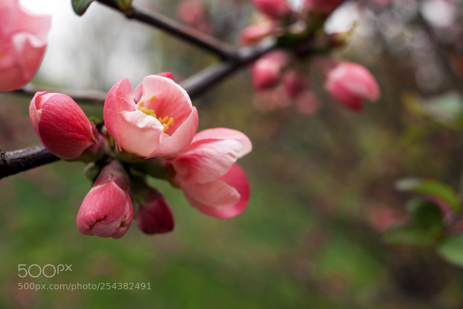 Canon EOS 500D (EOS Rebel T1i / EOS Kiss X3) sample photo. Flowering japanese cherry photography