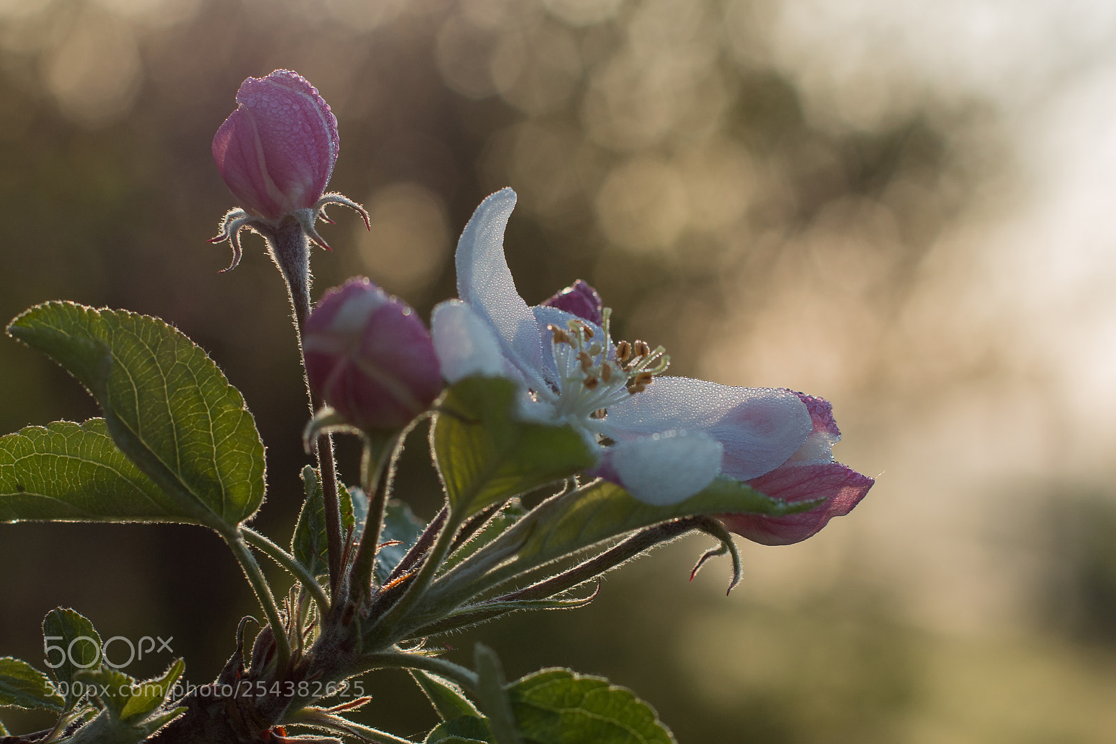 Canon EOS 70D sample photo. Morning tenderness photography