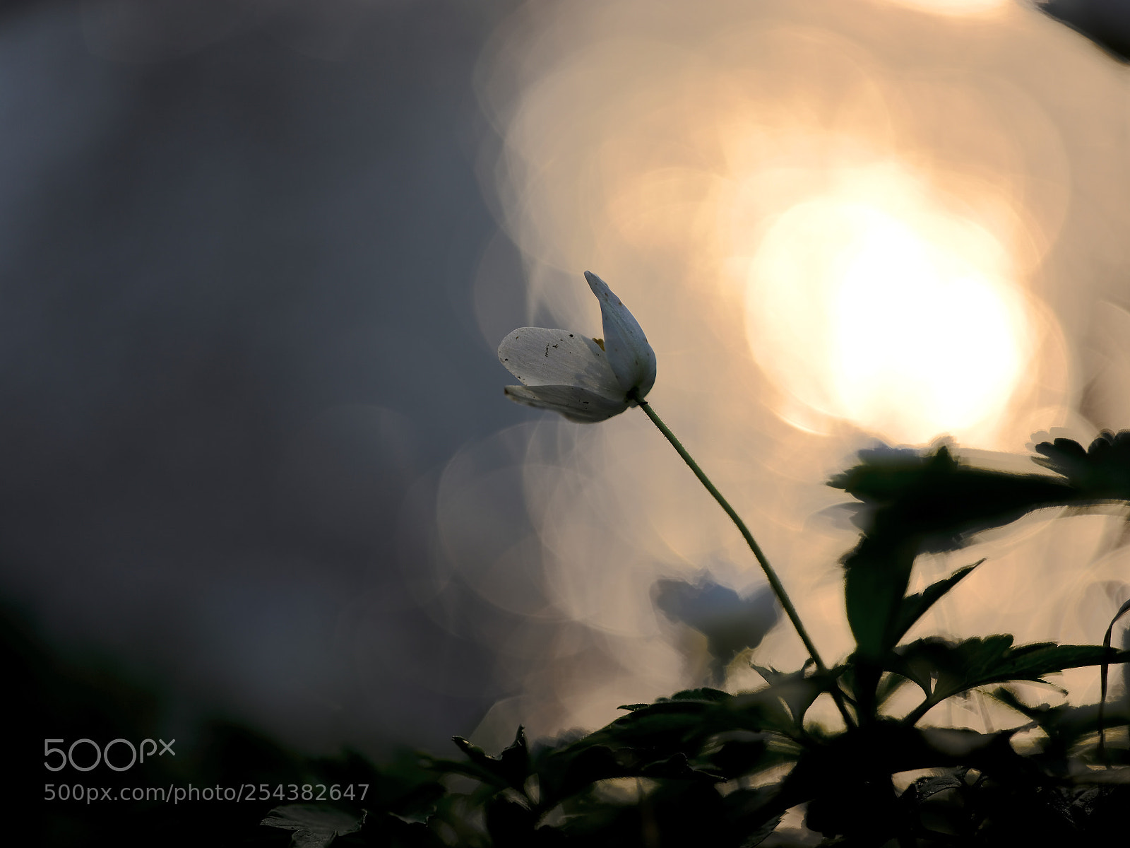 Fujifilm GFX 50S sample photo. Sonnenuntergang photography