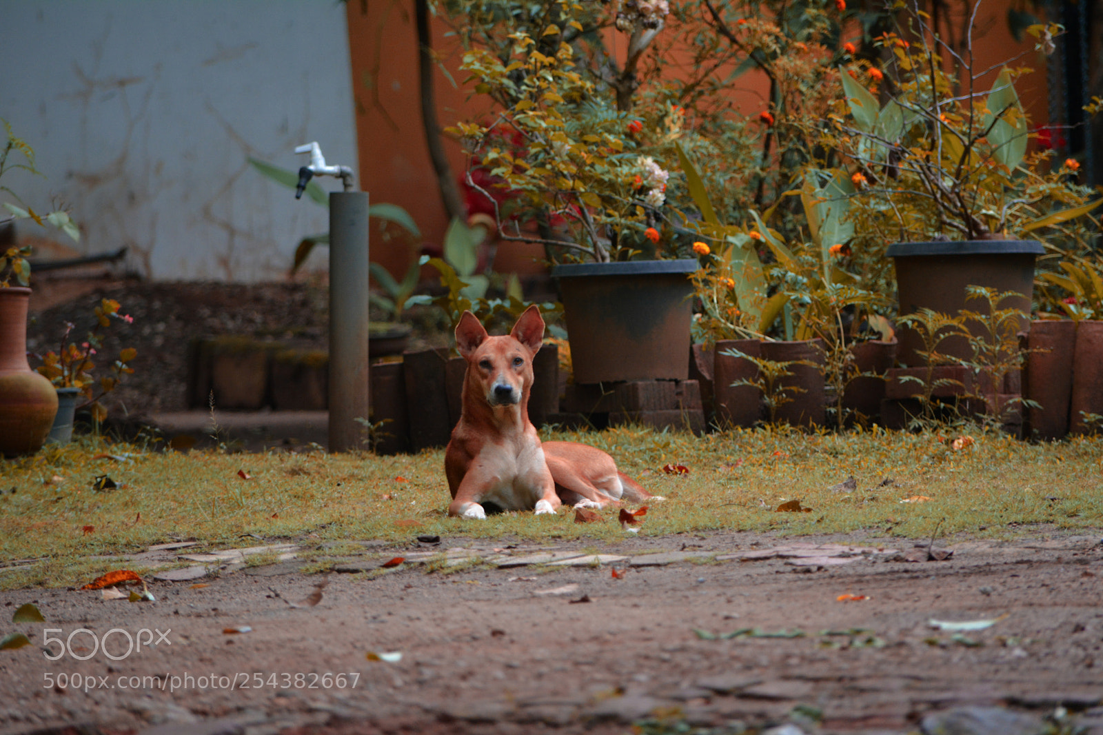 Nikon D5200 sample photo. Pride photography