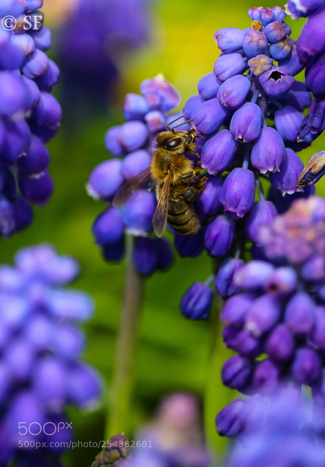 Canon EOS 750D (EOS Rebel T6i / EOS Kiss X8i) sample photo. The bee on the photography