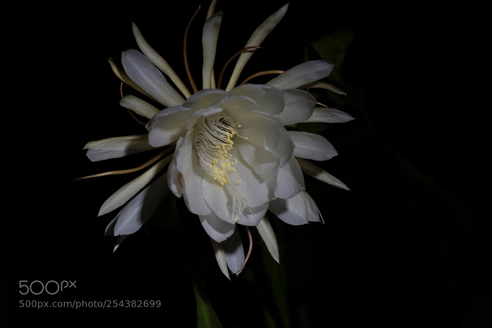 Sony a7 II sample photo. 昙香夜袭人 photography