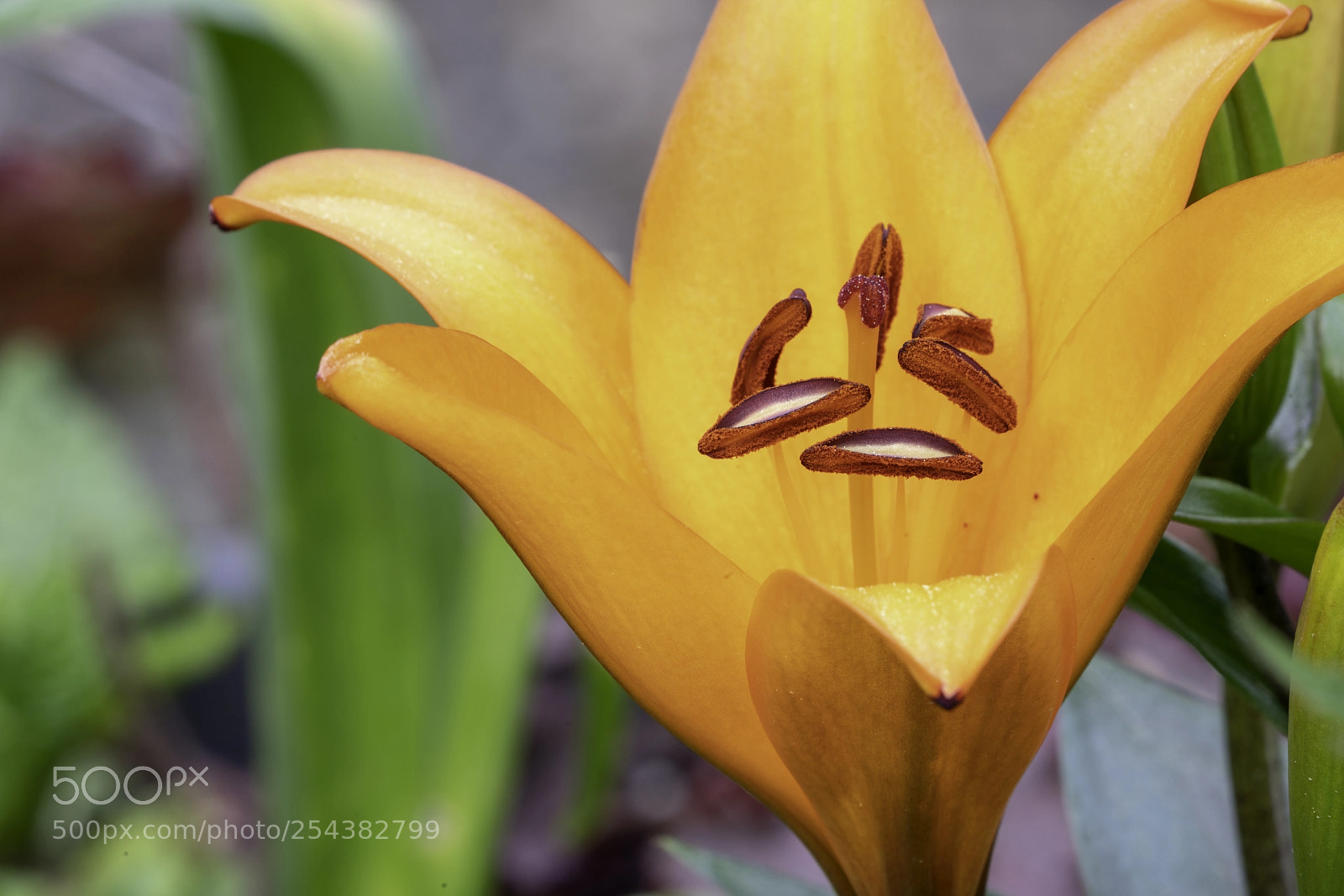 Sony a7R III sample photo. Lilium bulbiferum photography