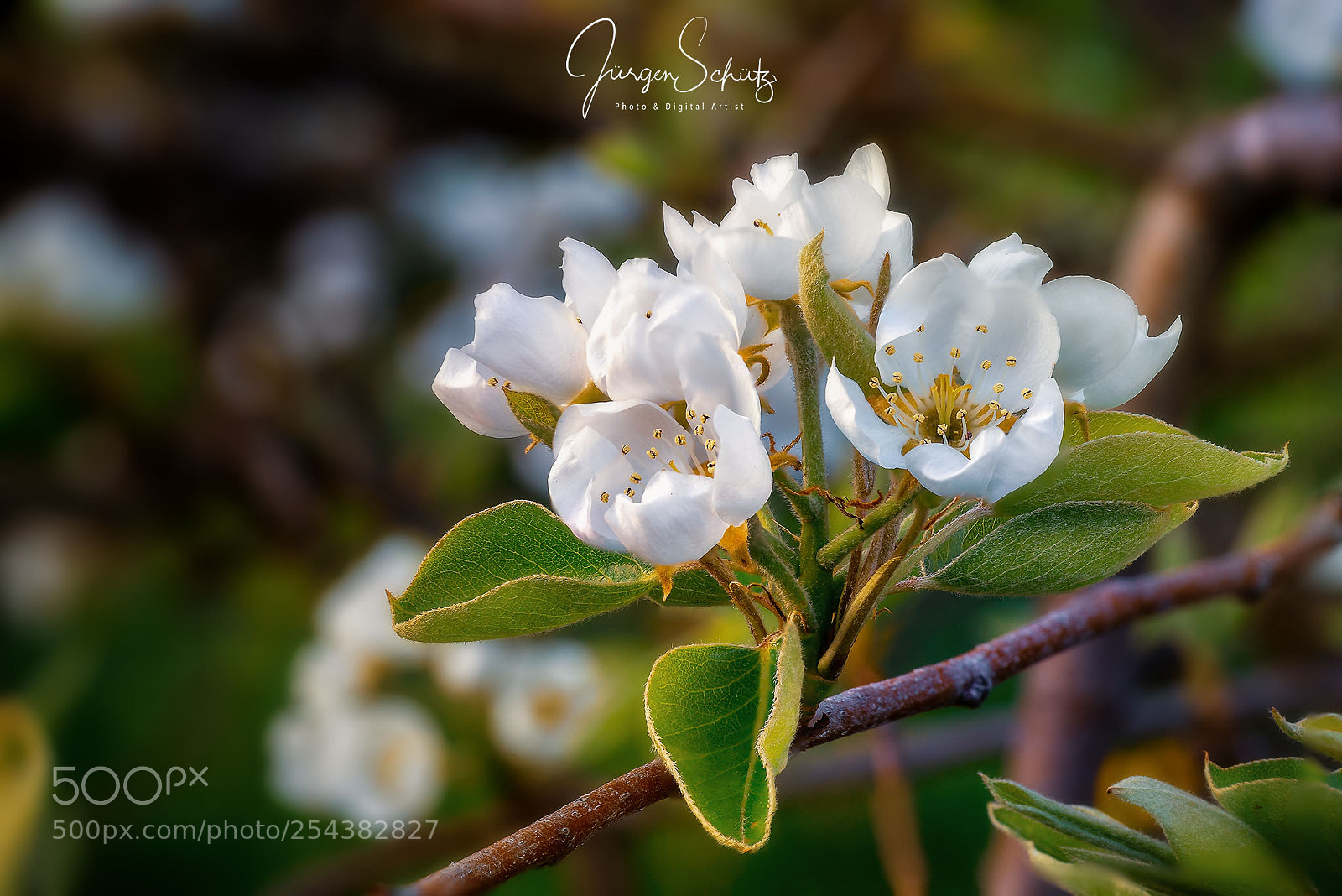 Sony a7 II sample photo. Spring photography