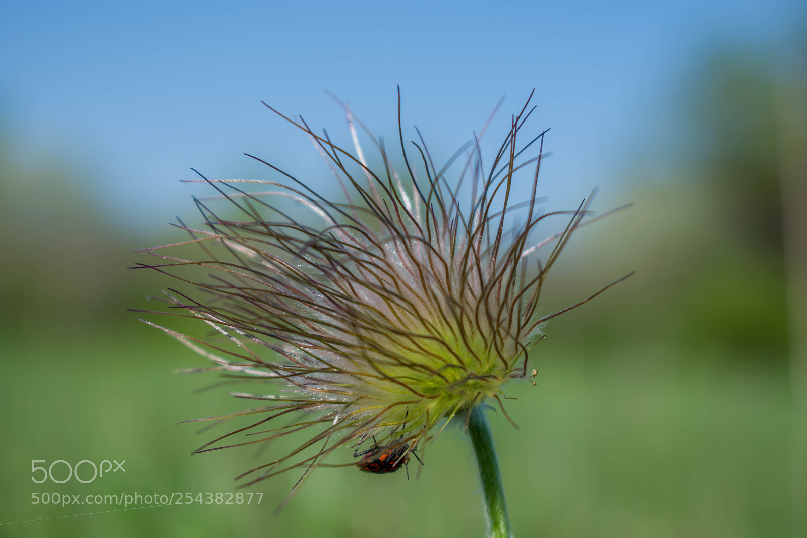 Nikon D5300 sample photo. Pulsatila photography