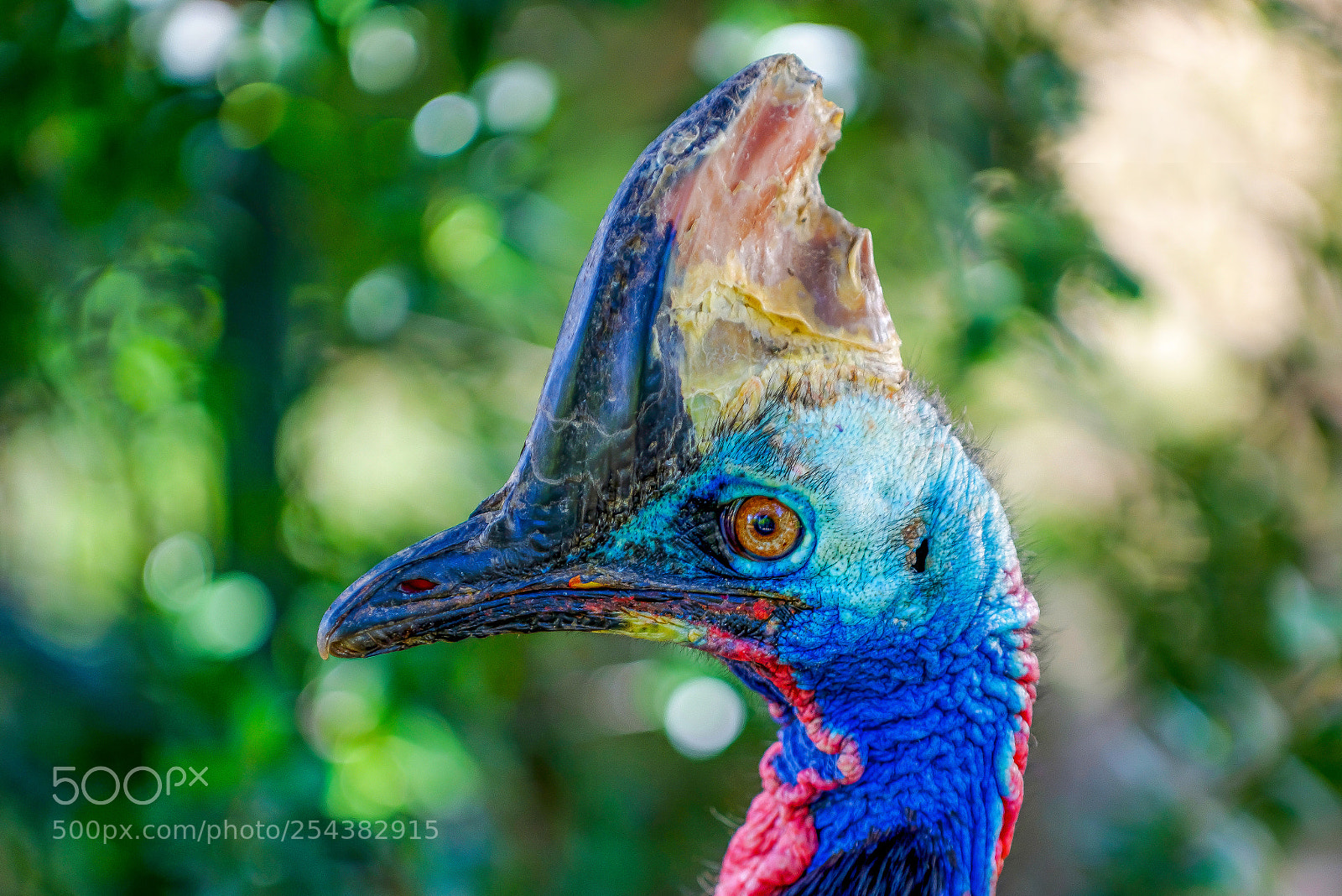 Nikon D800 sample photo. Southern cassowary photography
