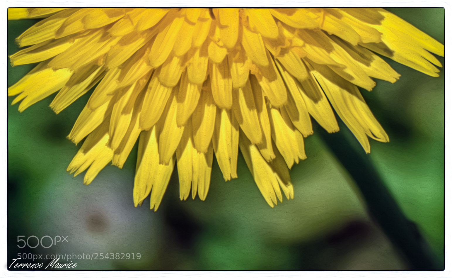 Panasonic Lumix DMC-FZ1000 sample photo. Dandelions photography