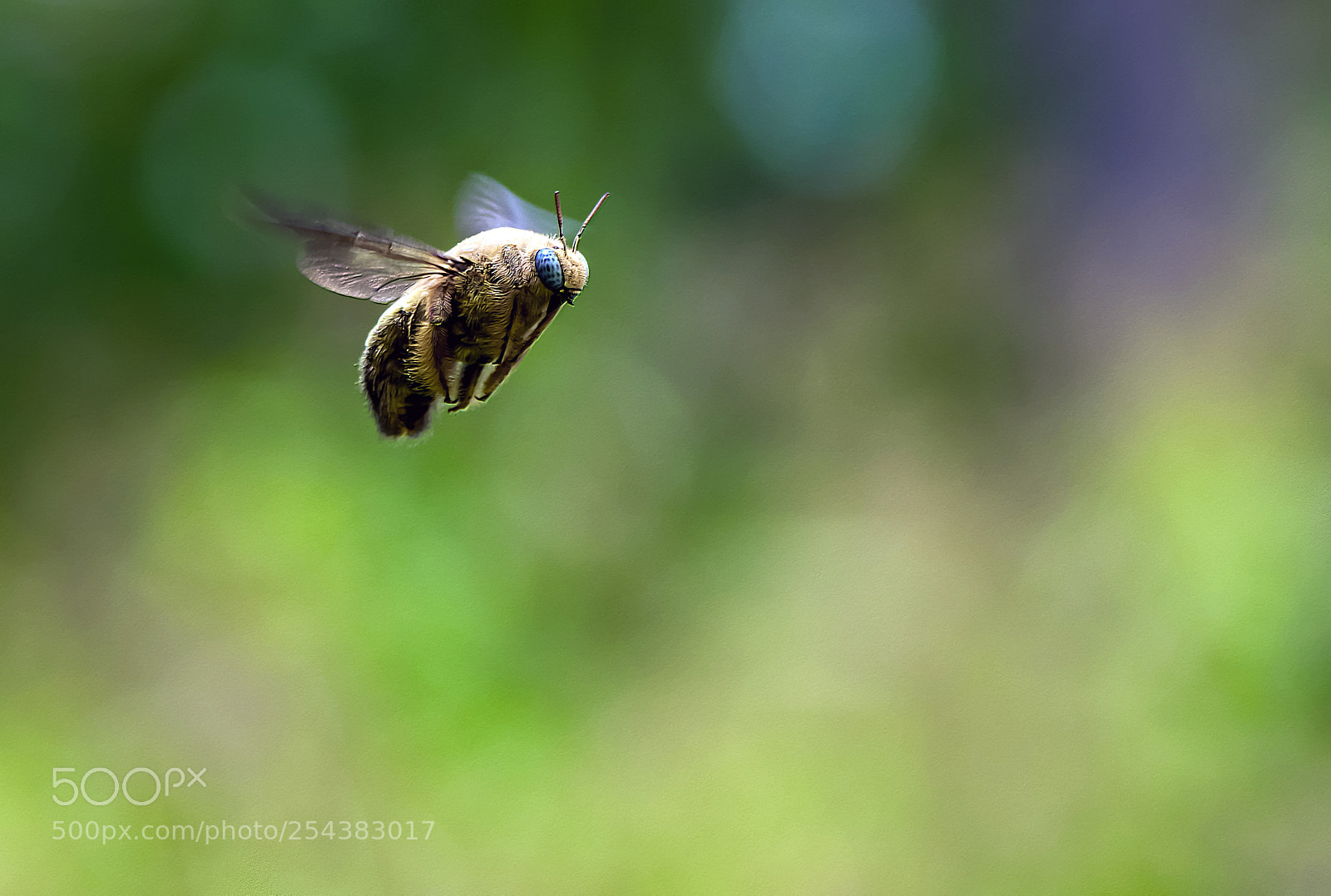 Nikon D5500 sample photo. Carpenter bee photography
