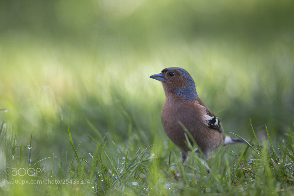 Canon EOS 5D Mark IV sample photo. Saint piat photography