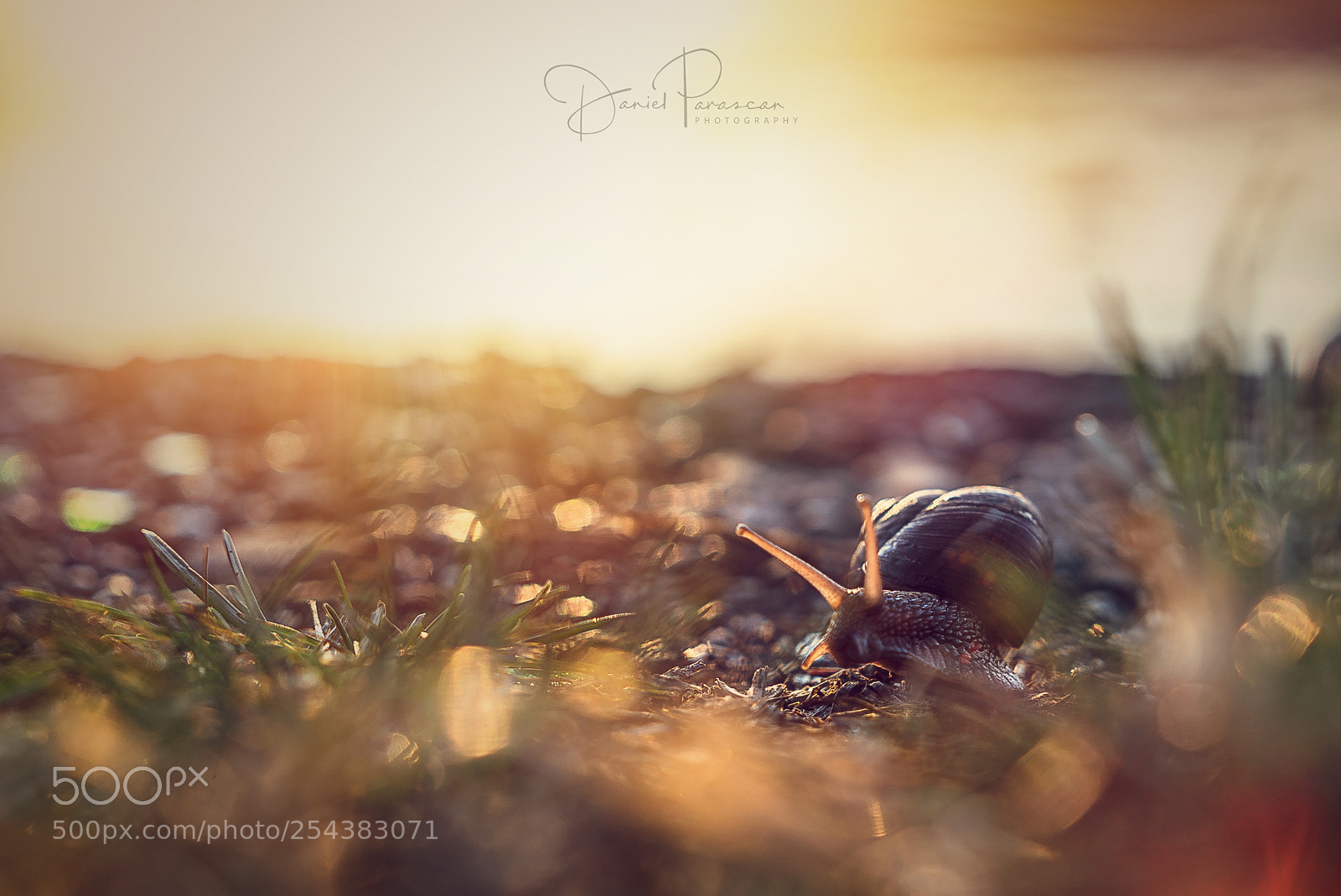 Sony a7S sample photo. Morning running photography