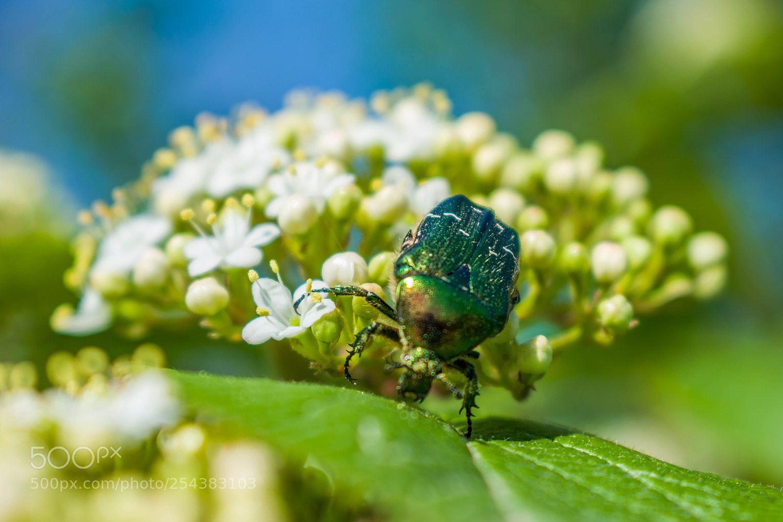 Nikon D5300 sample photo. Shiny green photography