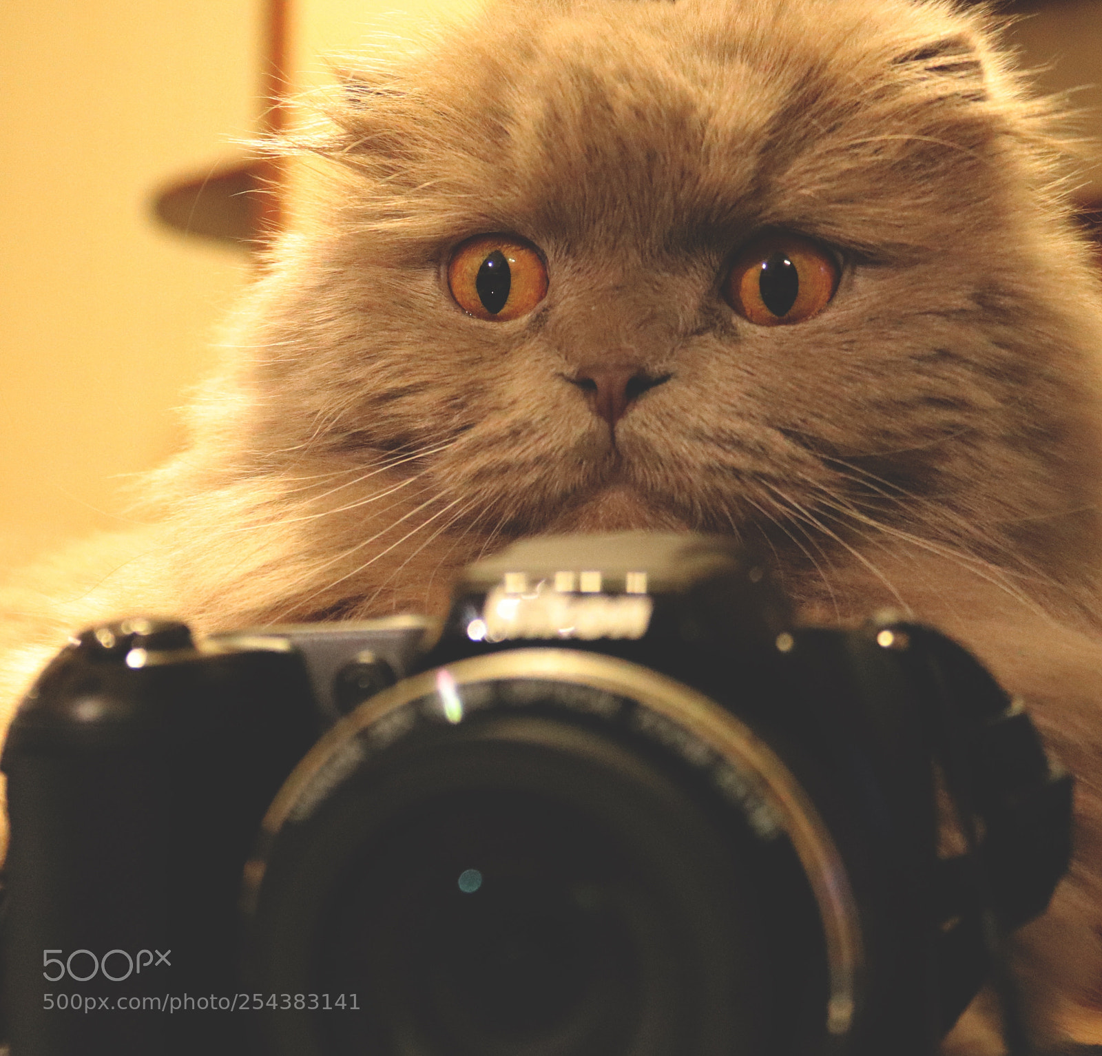 Canon EOS 200D (EOS Rebel SL2 / EOS Kiss X9) sample photo. Photographer cat photography