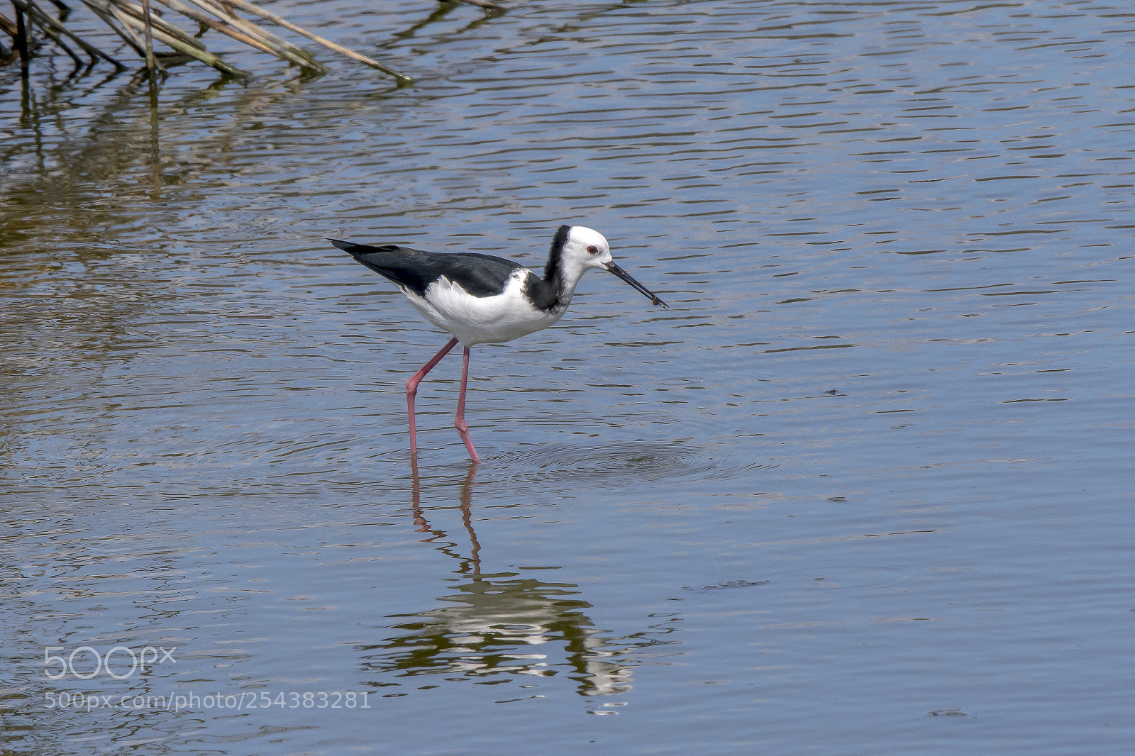 Canon EOS 7D Mark II sample photo. Pied stilt photography