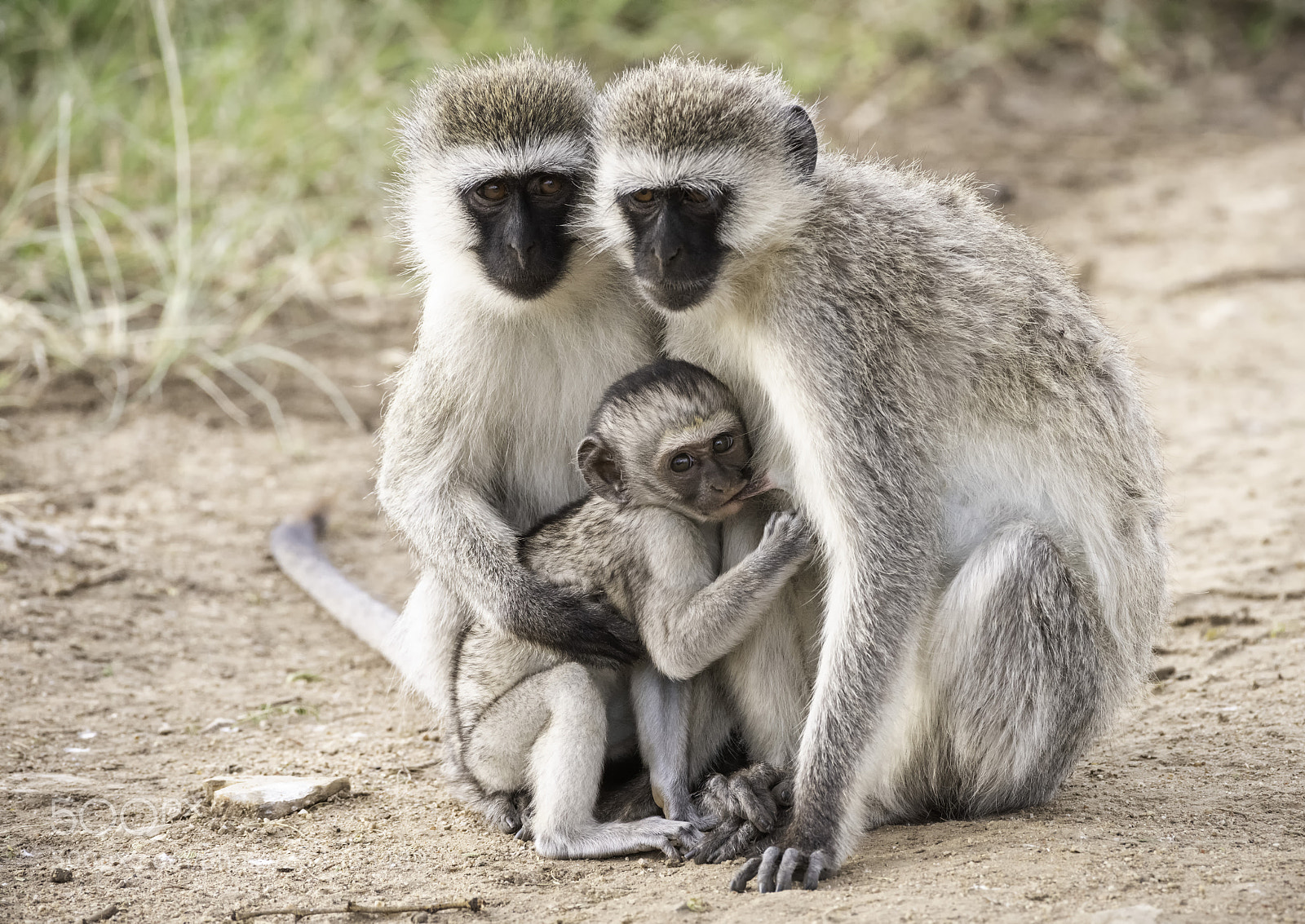 Nikon D810 sample photo. Velvet monkeys photography