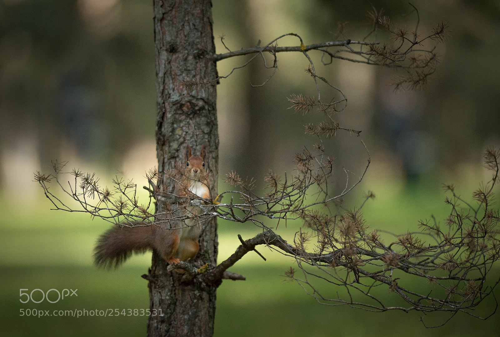 Nikon D5 sample photo. The straight squirrel photography