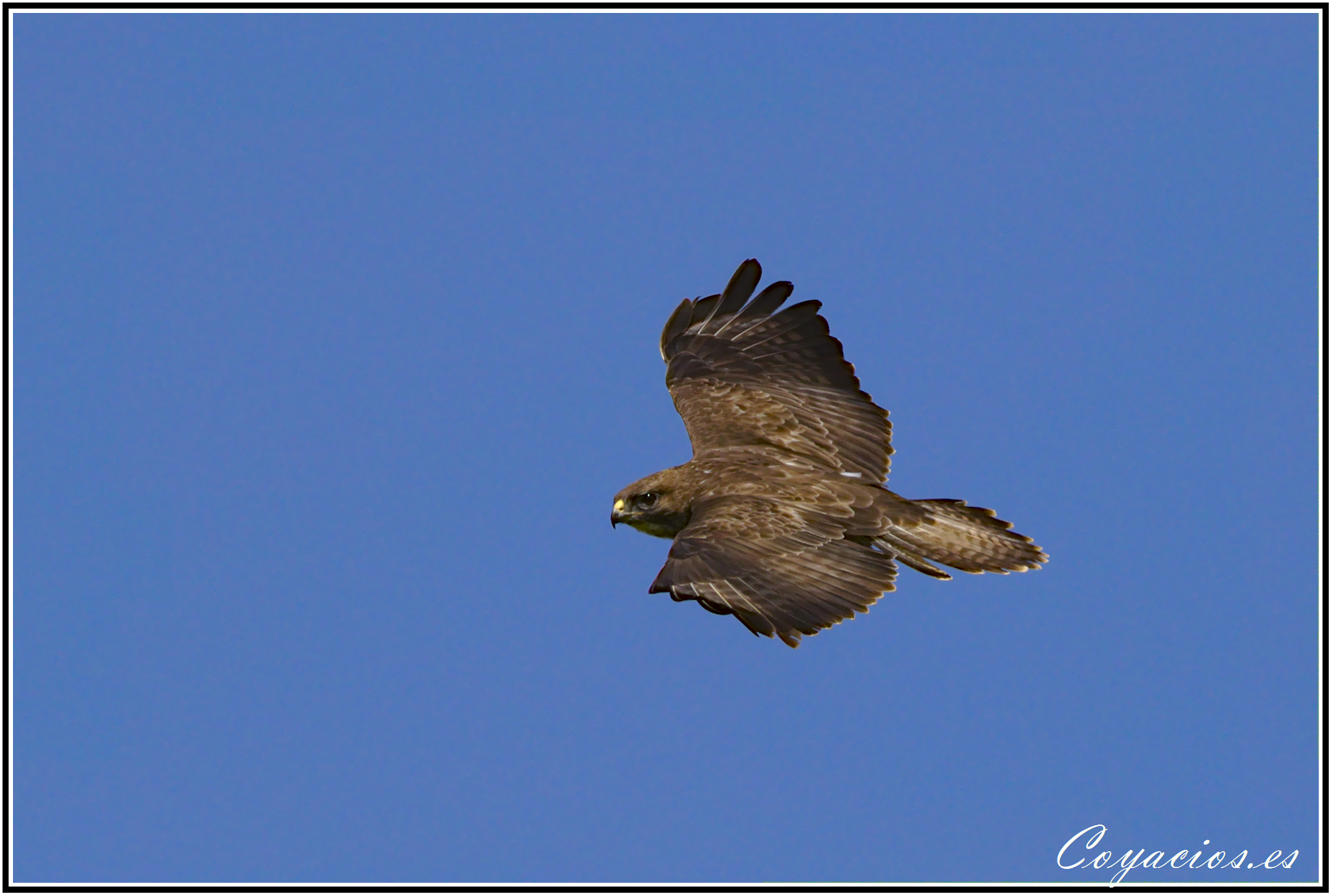 Canon EOS 7D Mark II sample photo. Busardo ratonero (buteo buteo) photography