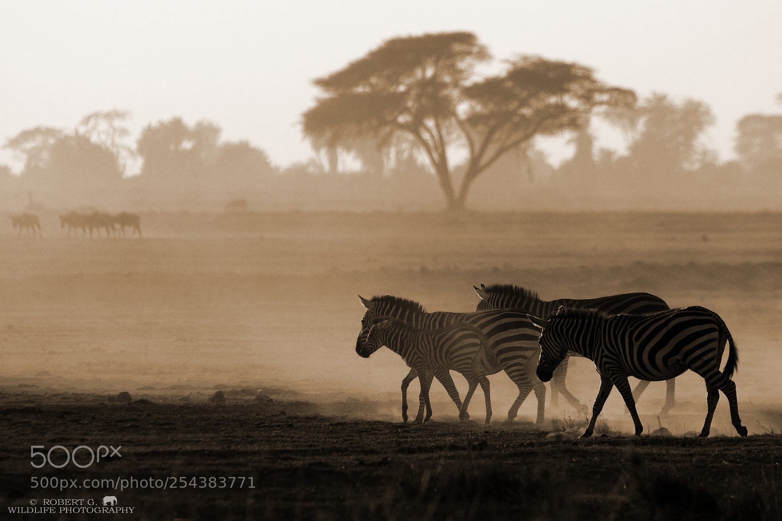 Sony SLT-A77 sample photo. Zebras and dust photography